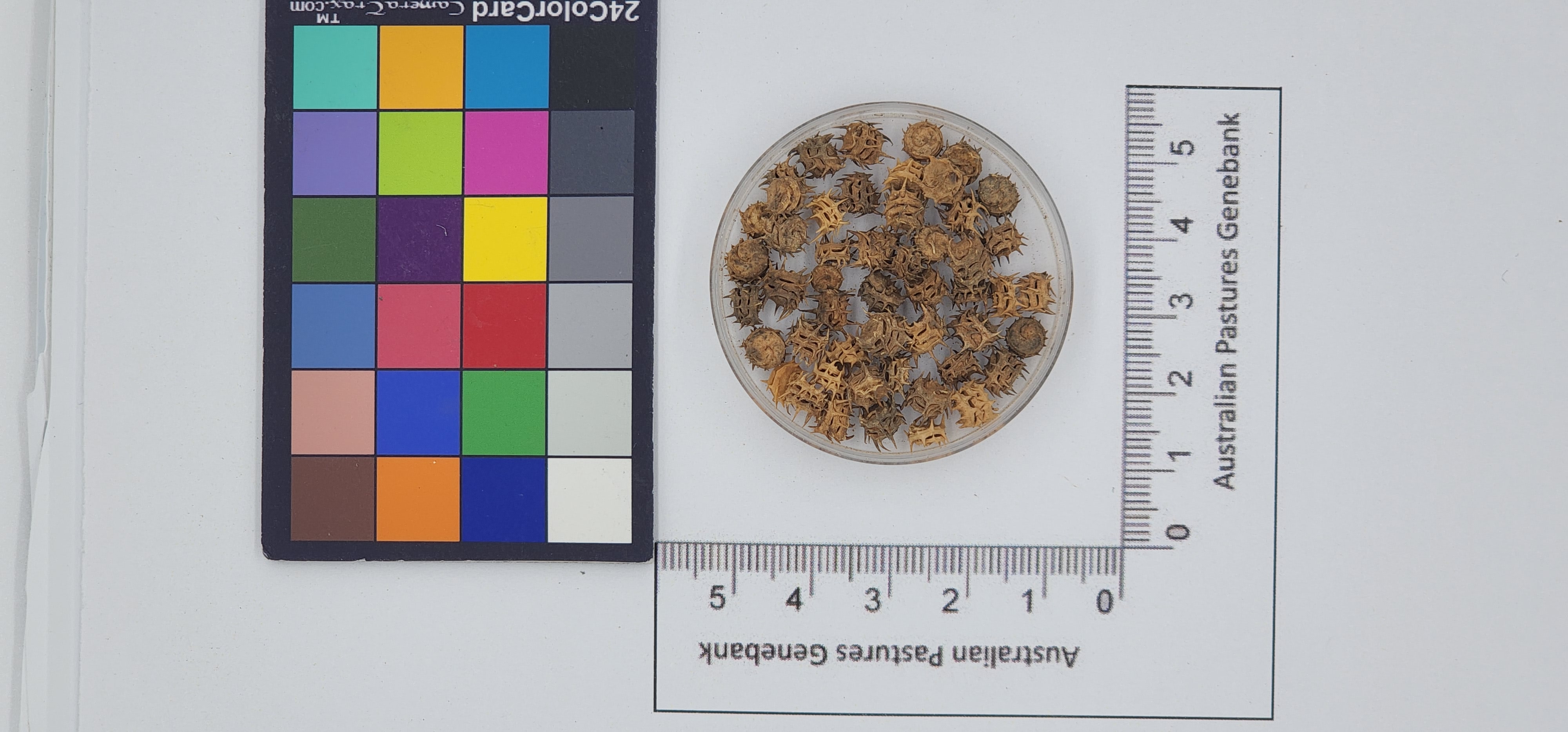Click for 1 image(s) for this accession. Image