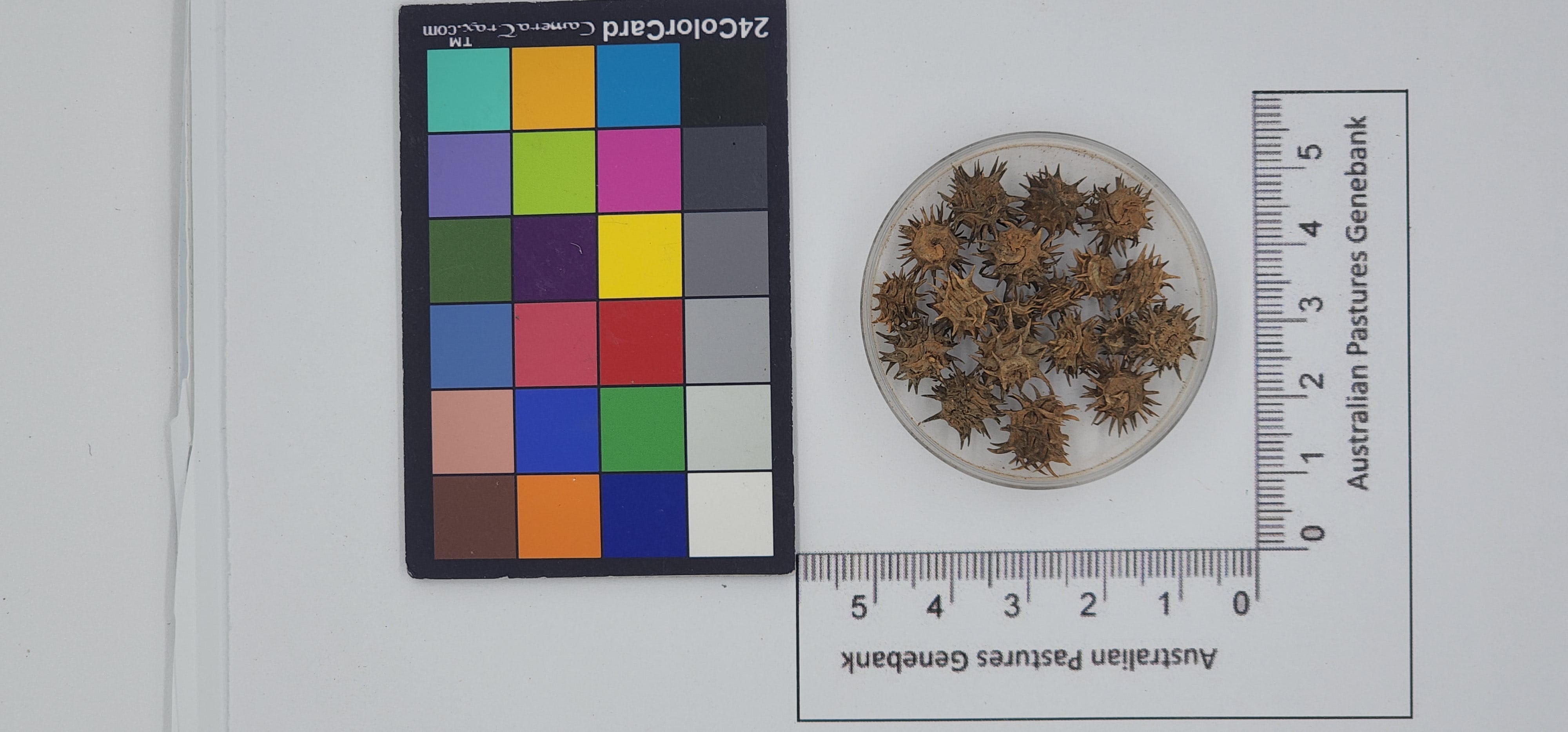 Click for 1 image(s) for this accession. Image