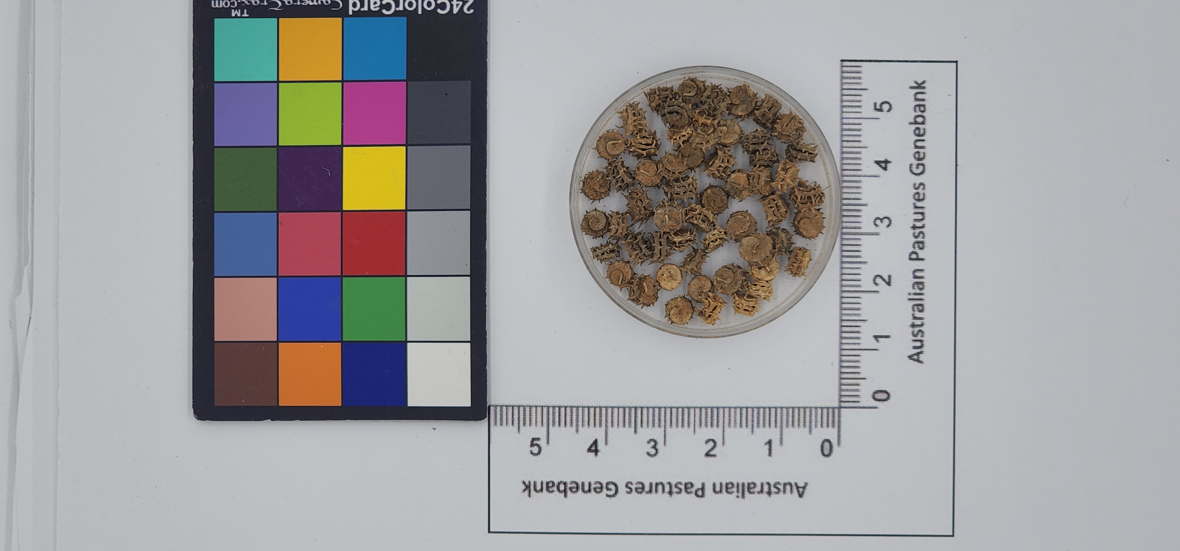 Click for 1 image(s) for this accession. Image
