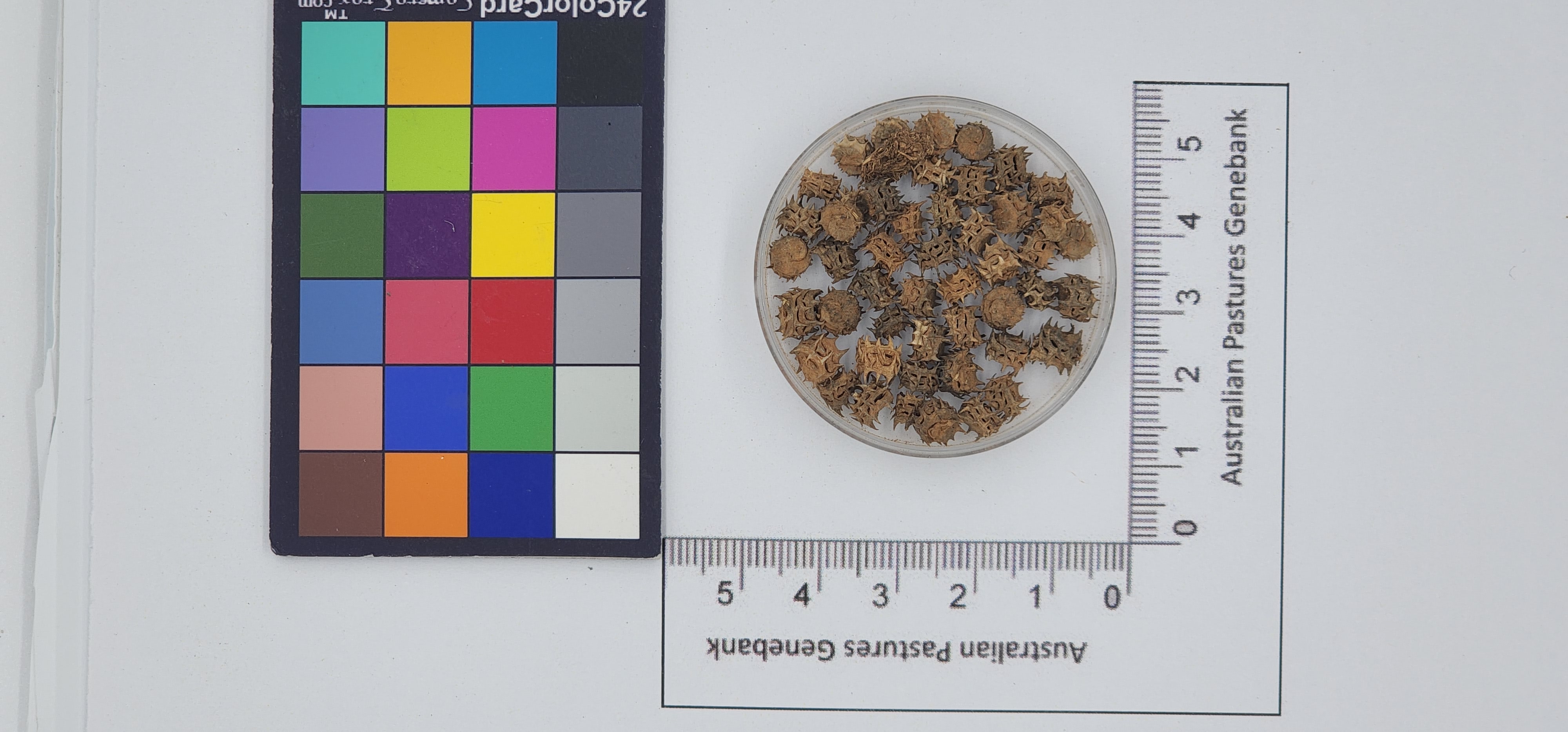 Click for 1 image(s) for this accession. Image