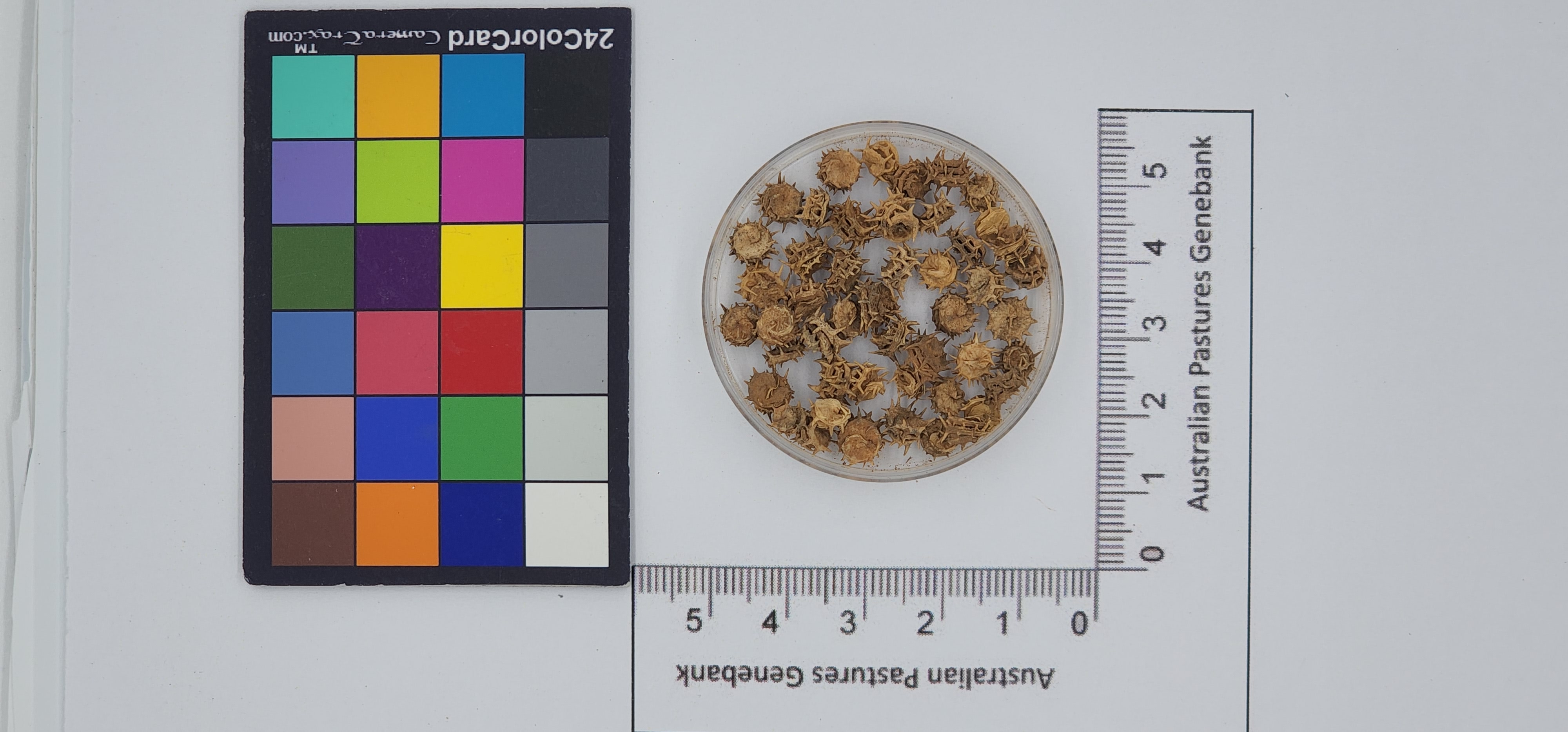 Click for 1 image(s) for this accession. Image