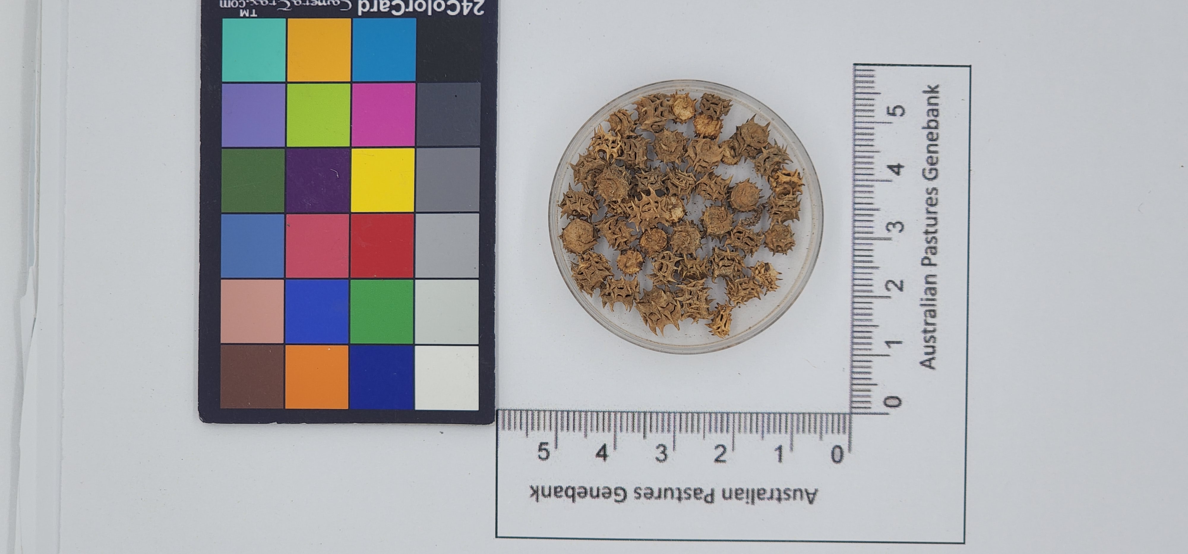 Click for 1 image(s) for this accession. Image