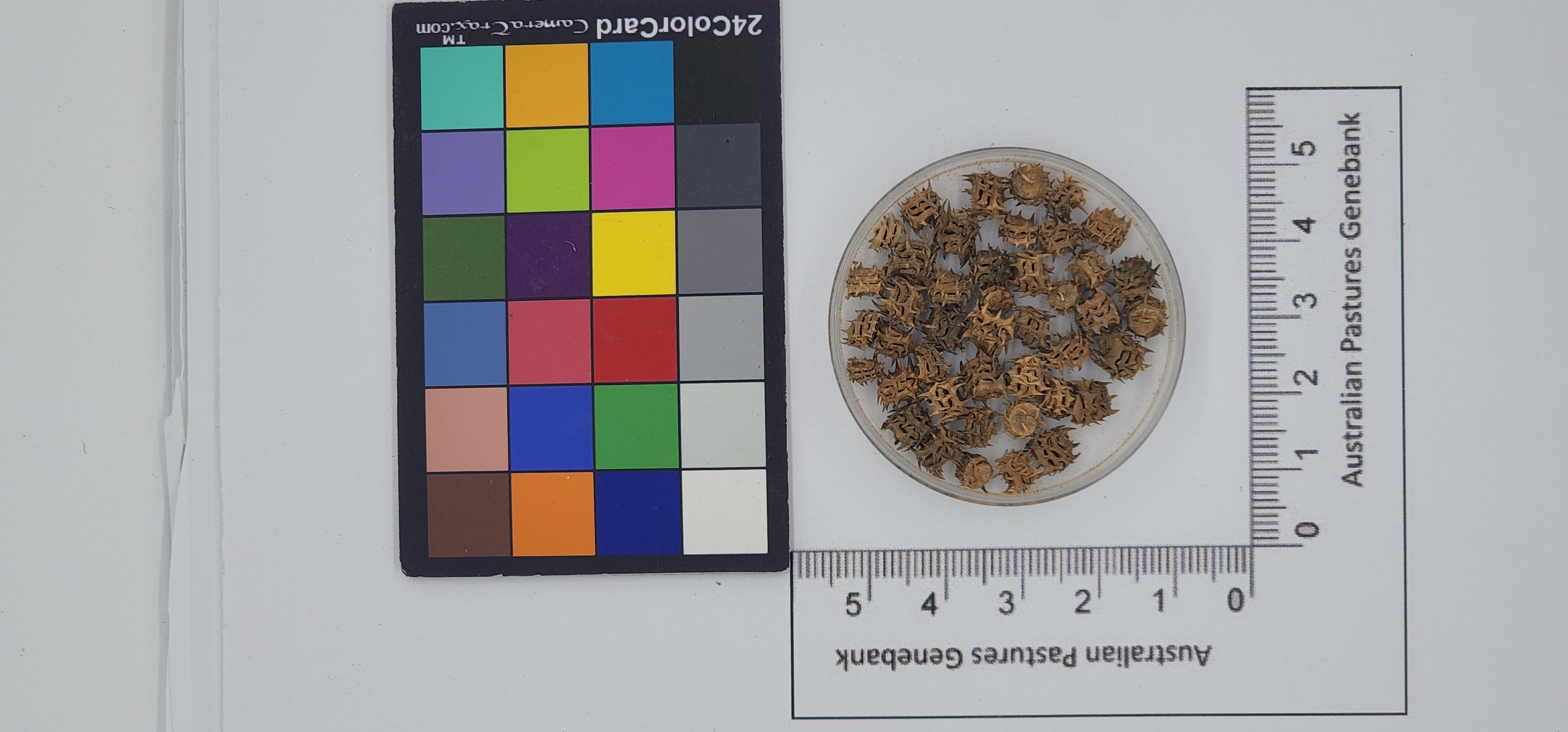 Click for 1 image(s) for this accession. Image