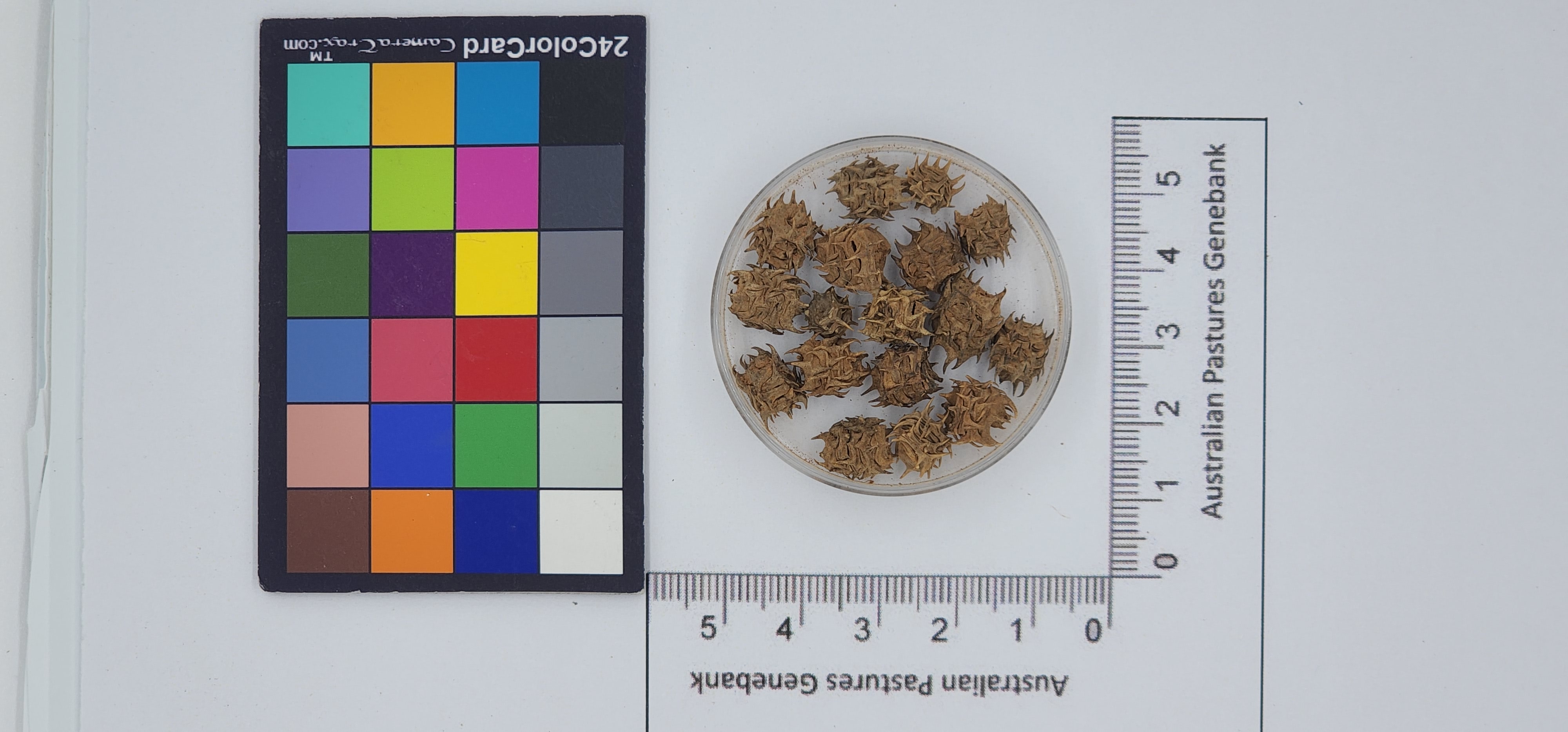 Click for 1 image(s) for this accession. Image