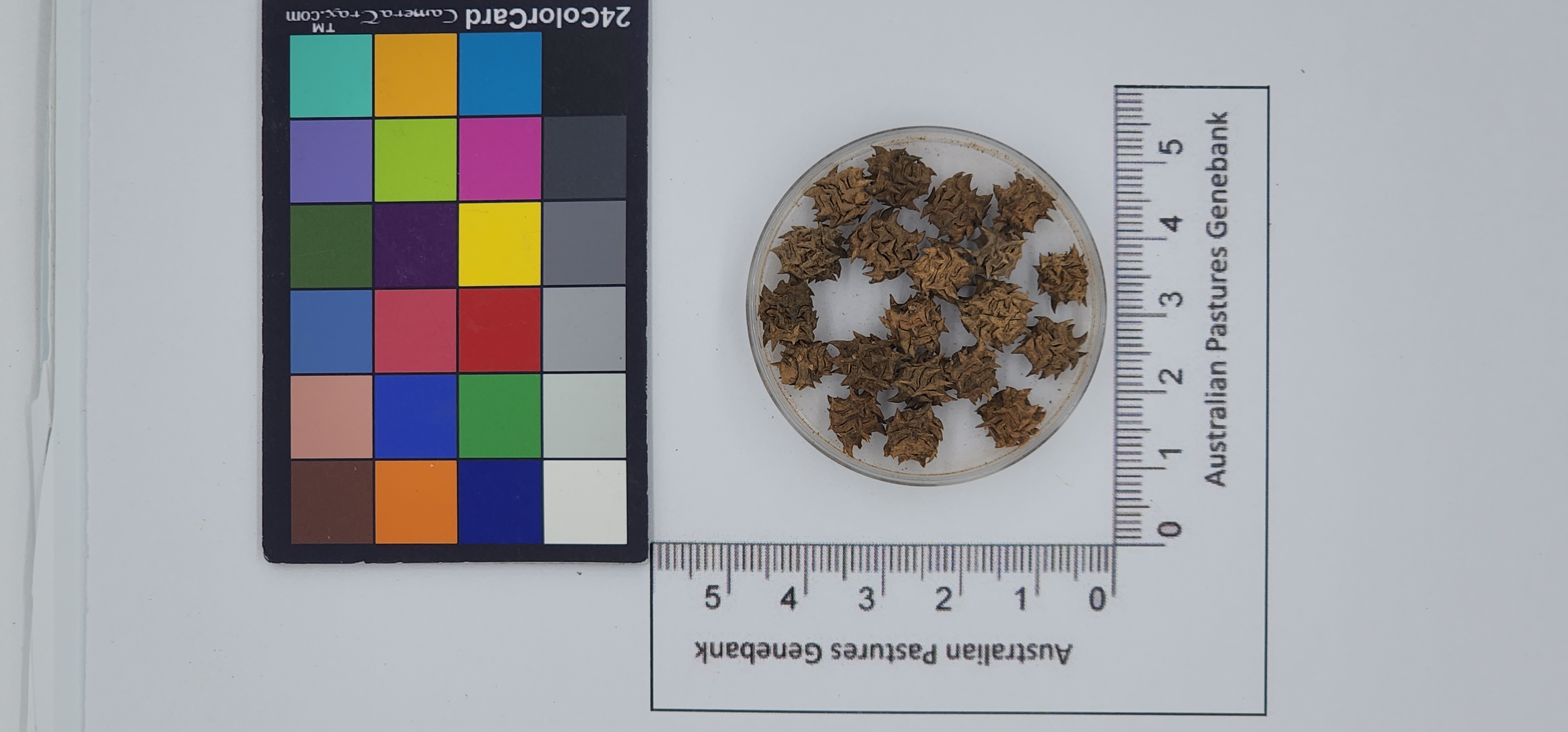 Click for 1 image(s) for this accession. Image