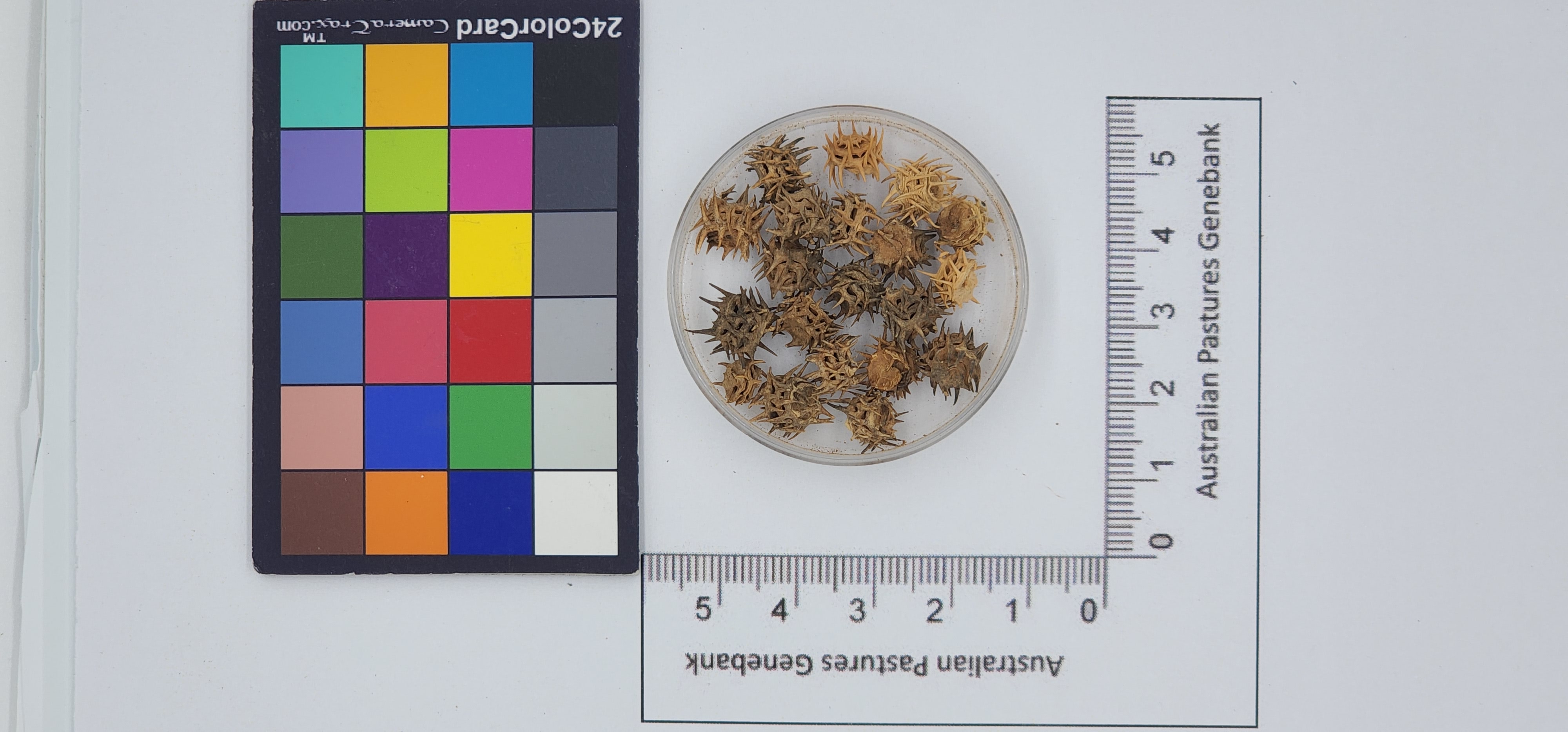 Click for 1 image(s) for this accession. Image