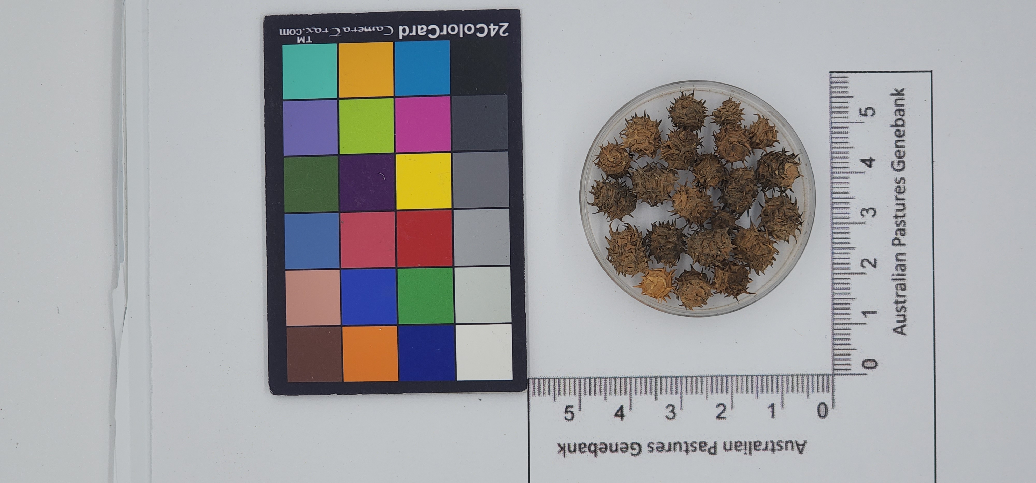 Click for 1 image(s) for this accession. Image