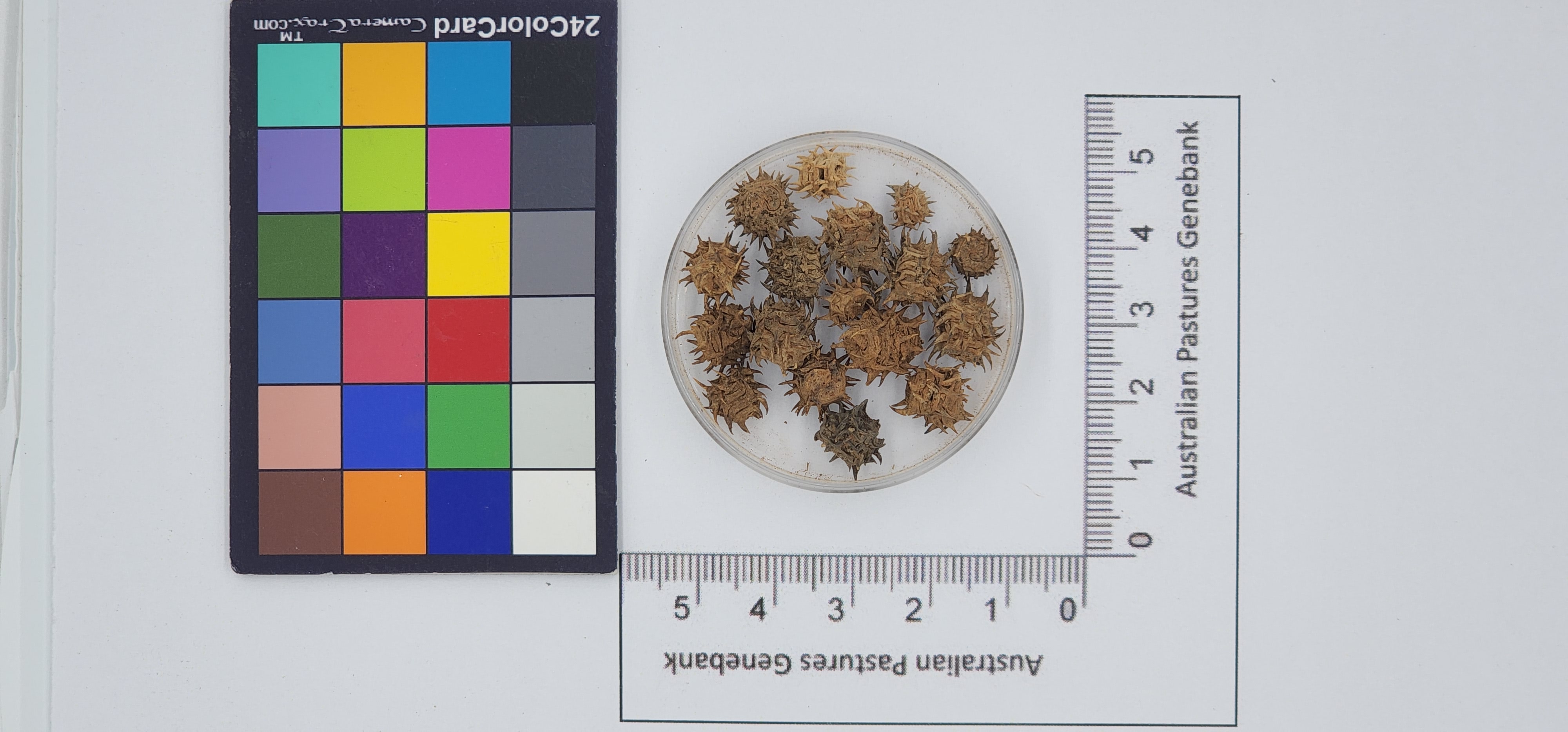 Click for 1 image(s) for this accession. Image