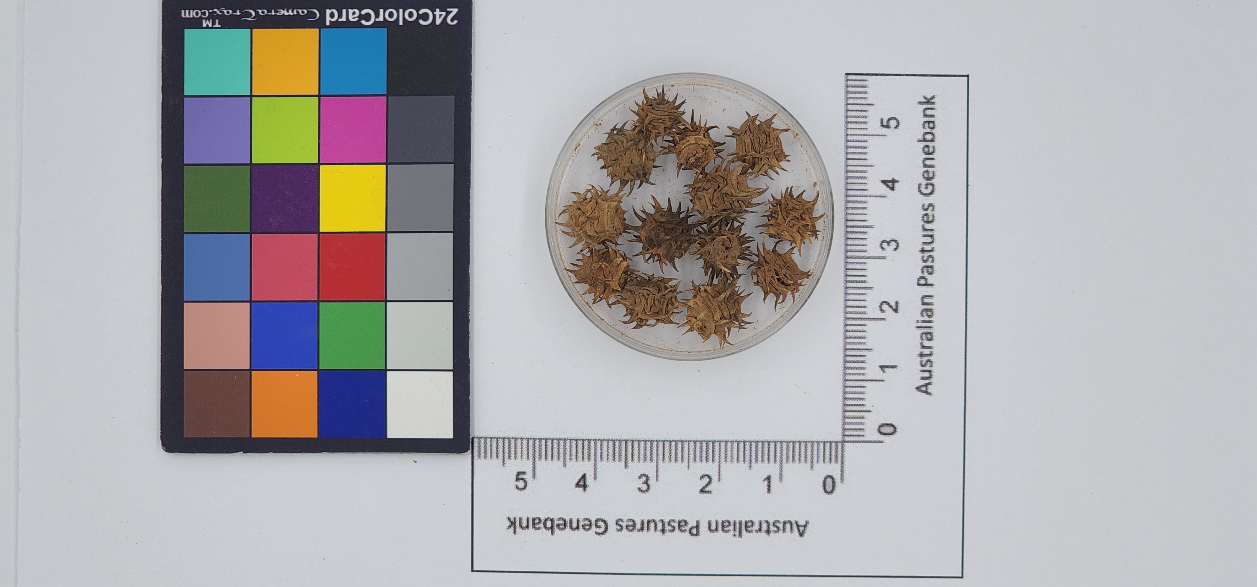 Click for 1 image(s) for this accession. Image