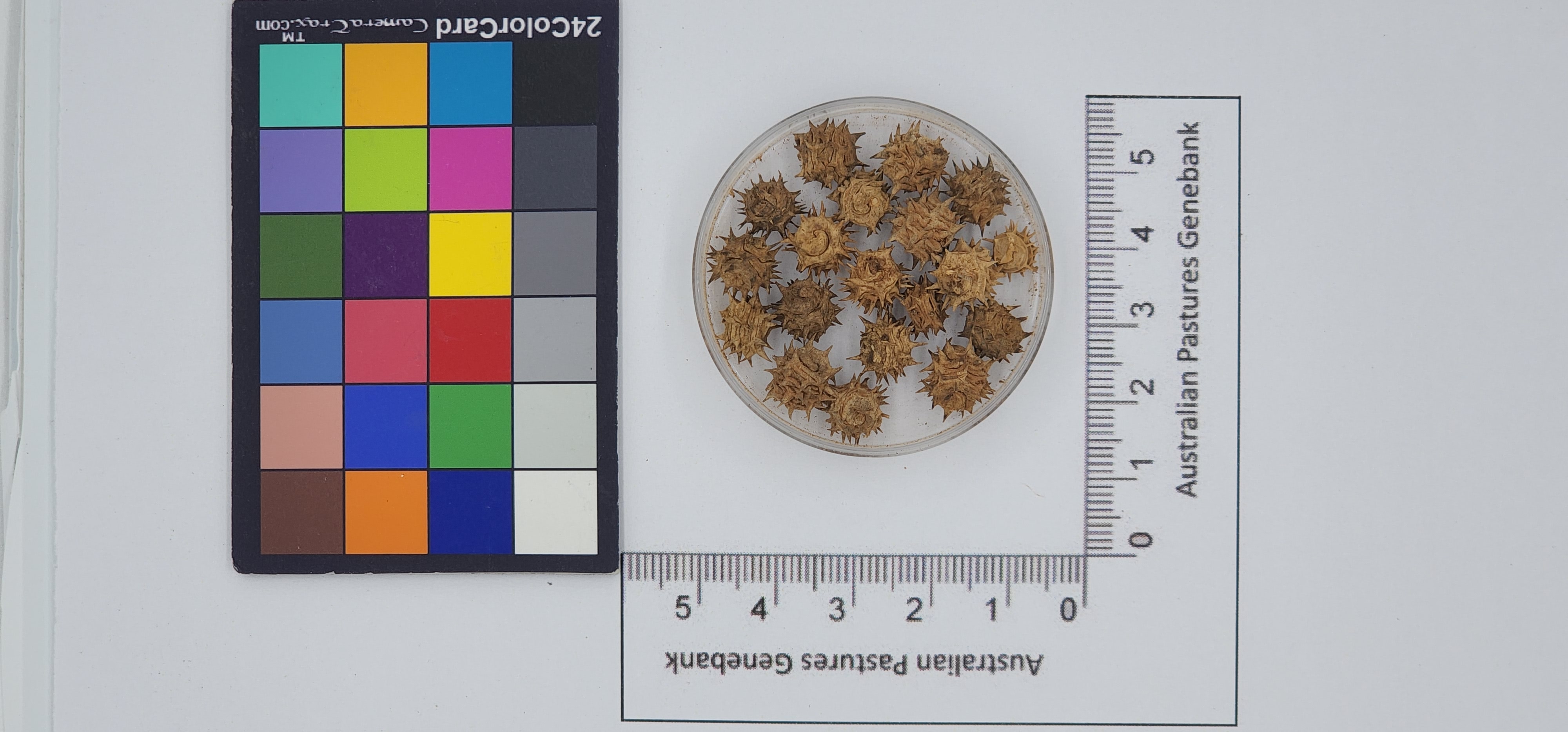 Click for 1 image(s) for this accession. Image