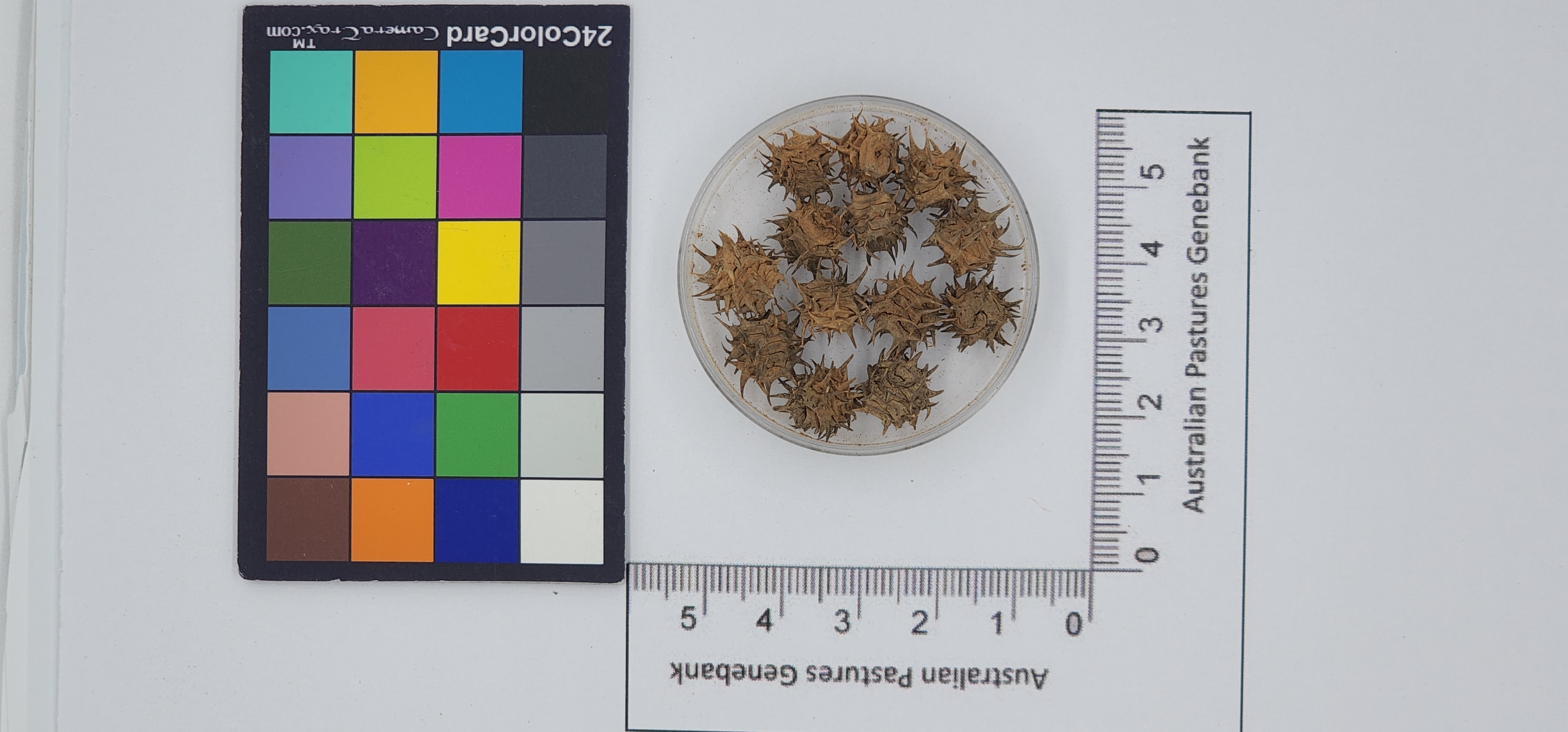 Click for 1 image(s) for this accession. Image