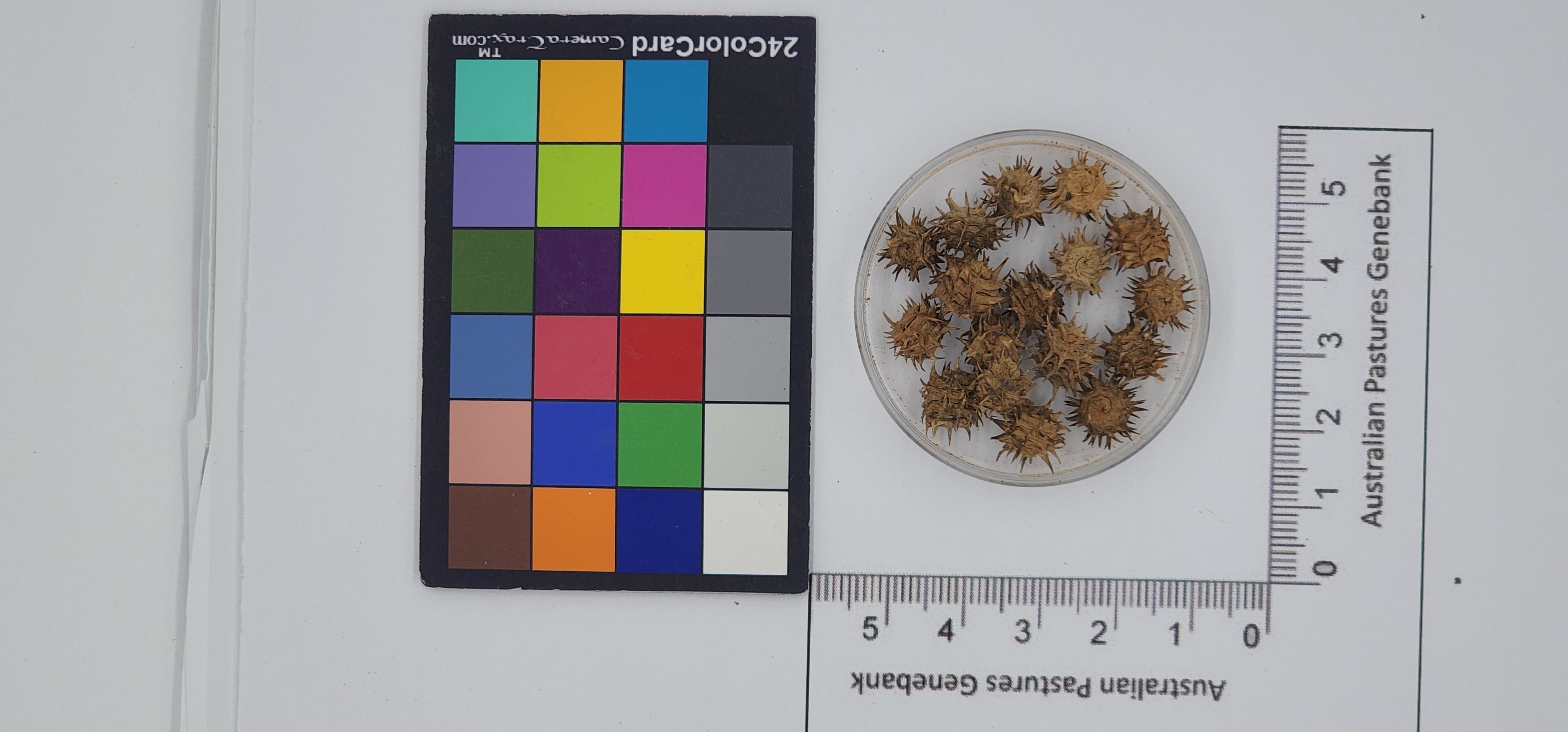 Click for 1 image(s) for this accession. Image