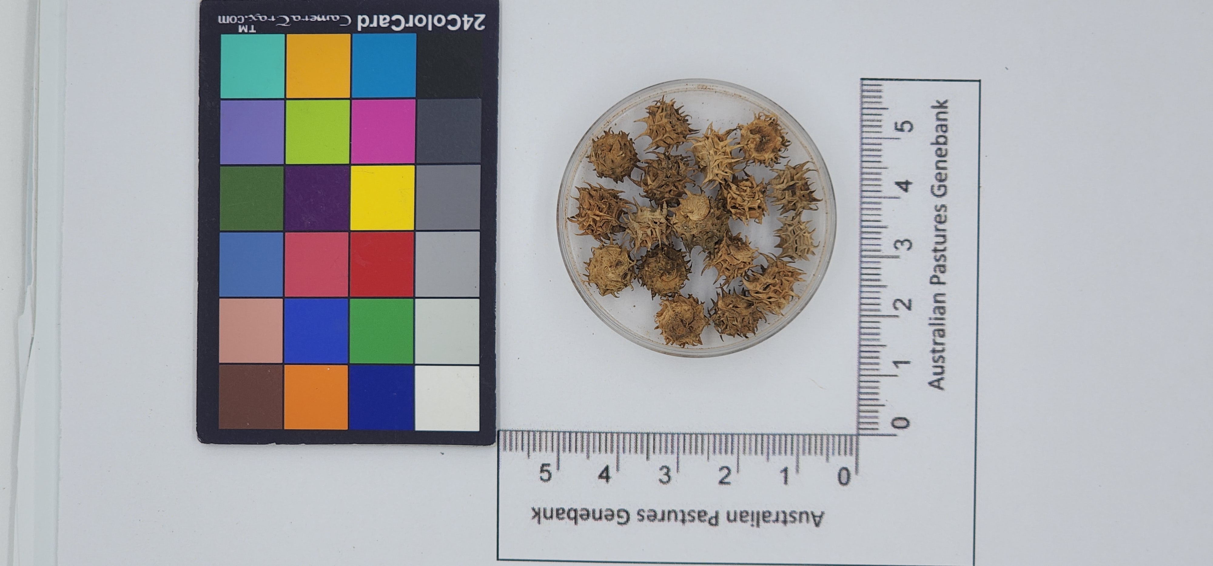 Click for 1 image(s) for this accession. Image