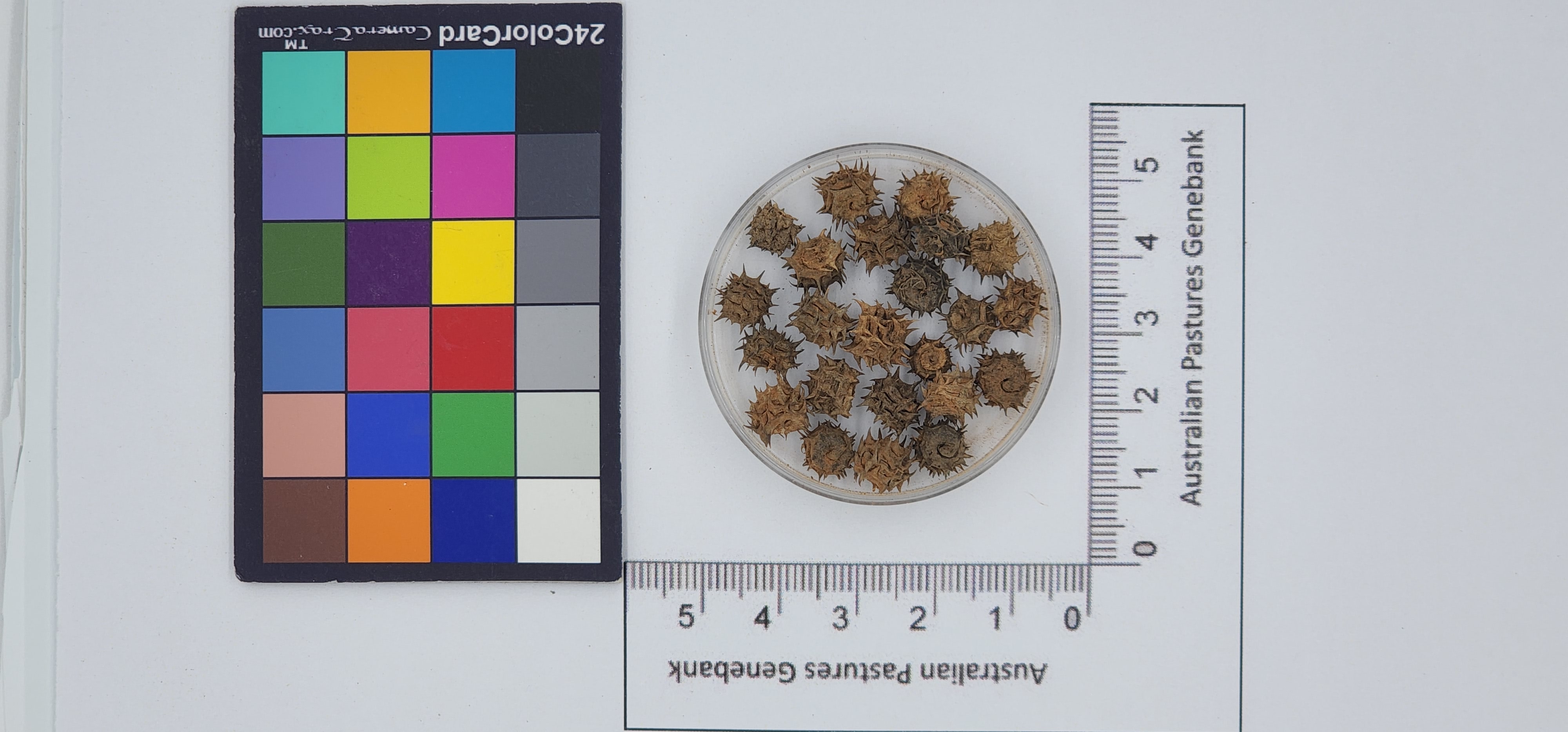 Click for 1 image(s) for this accession. Image