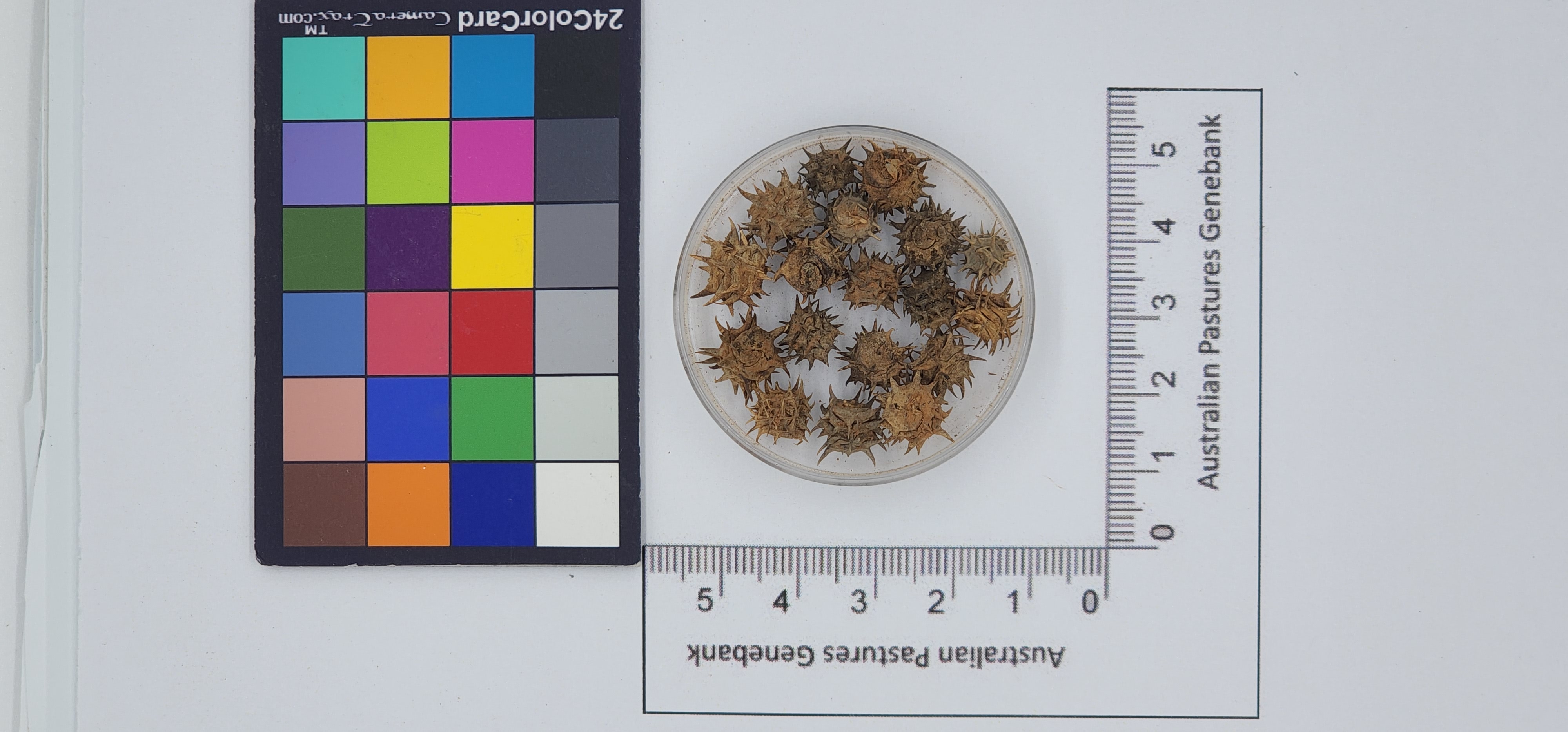 Click for 1 image(s) for this accession. Image