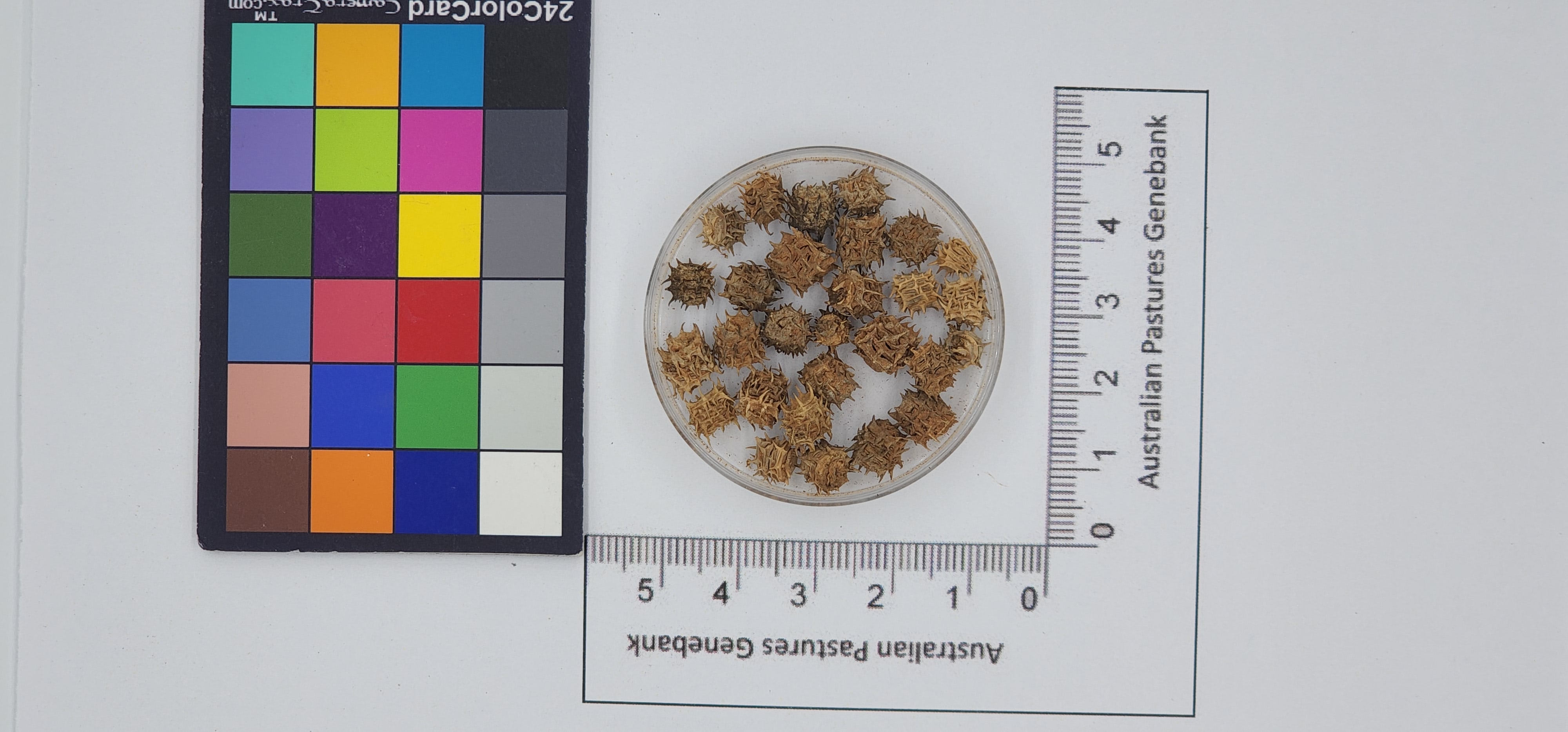 Click for 1 image(s) for this accession. Image