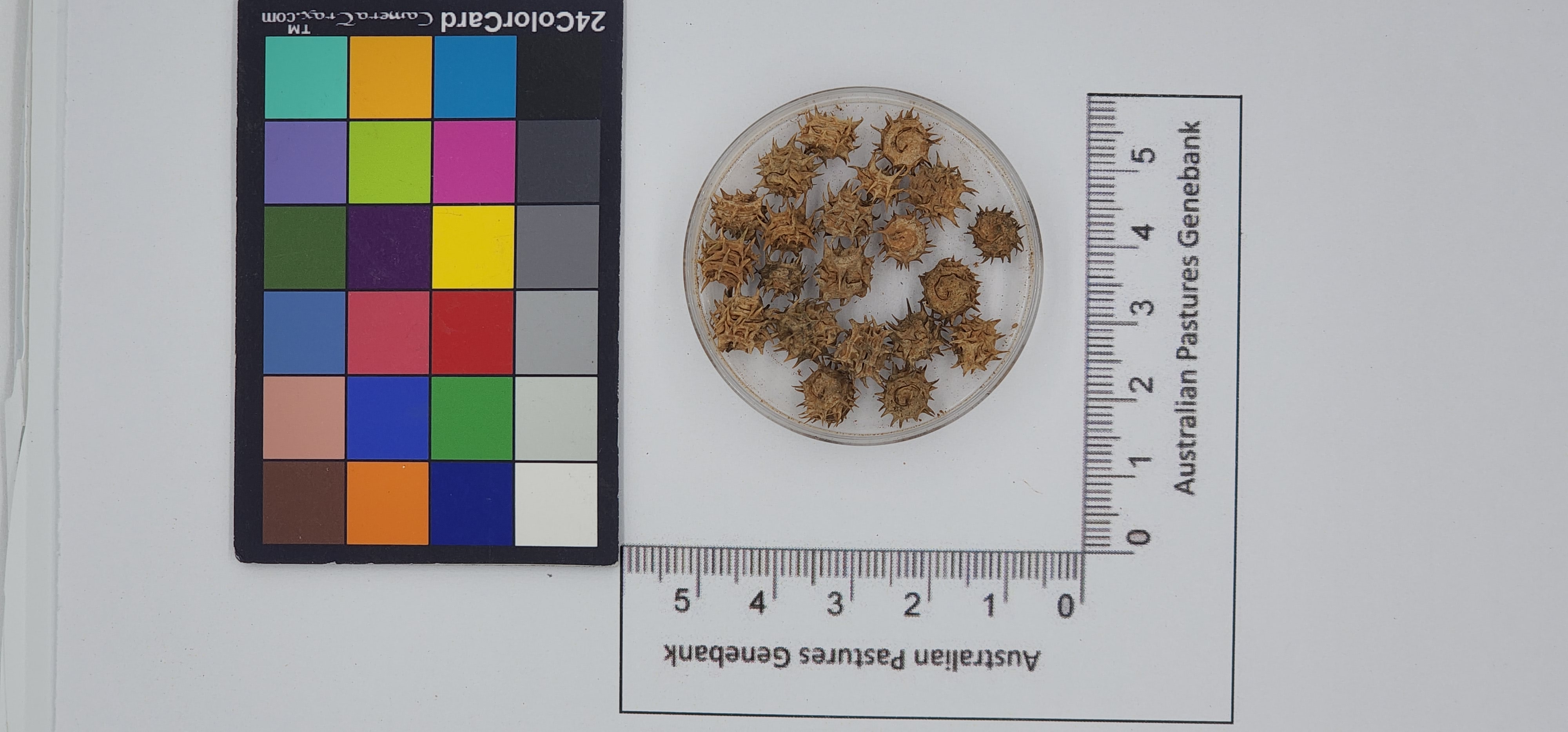 Click for 1 image(s) for this accession. Image