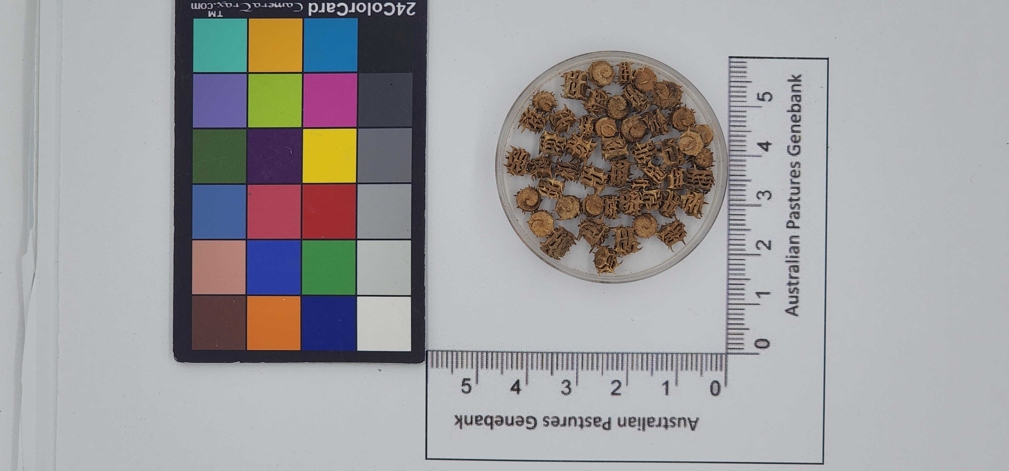 Click for 1 image(s) for this accession. Image