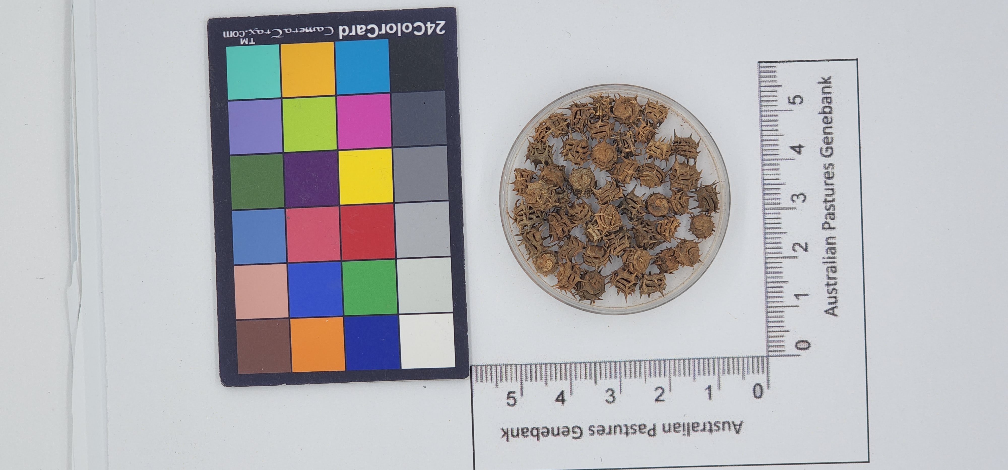 Click for 1 image(s) for this accession. Image