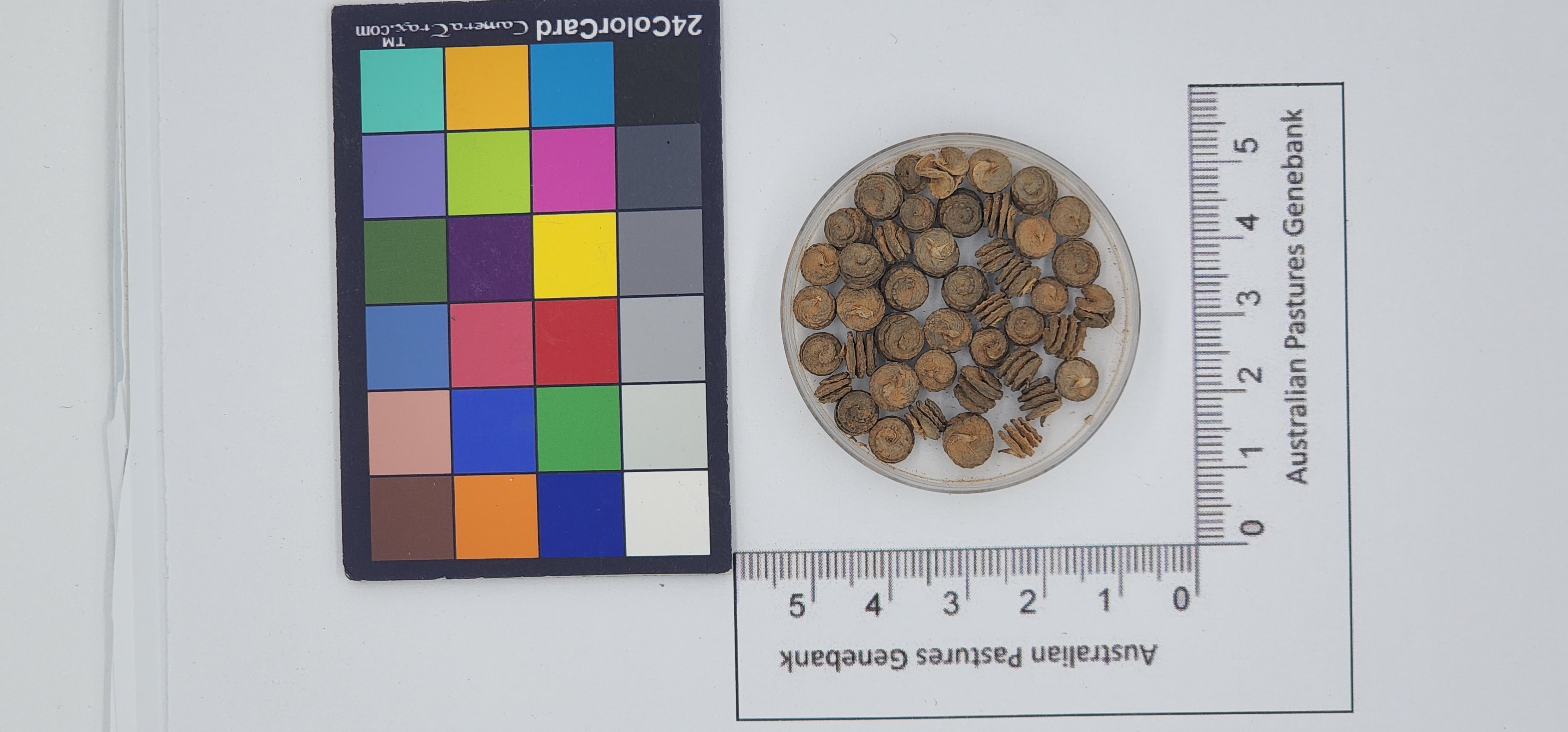 Click for 1 image(s) for this accession. Image