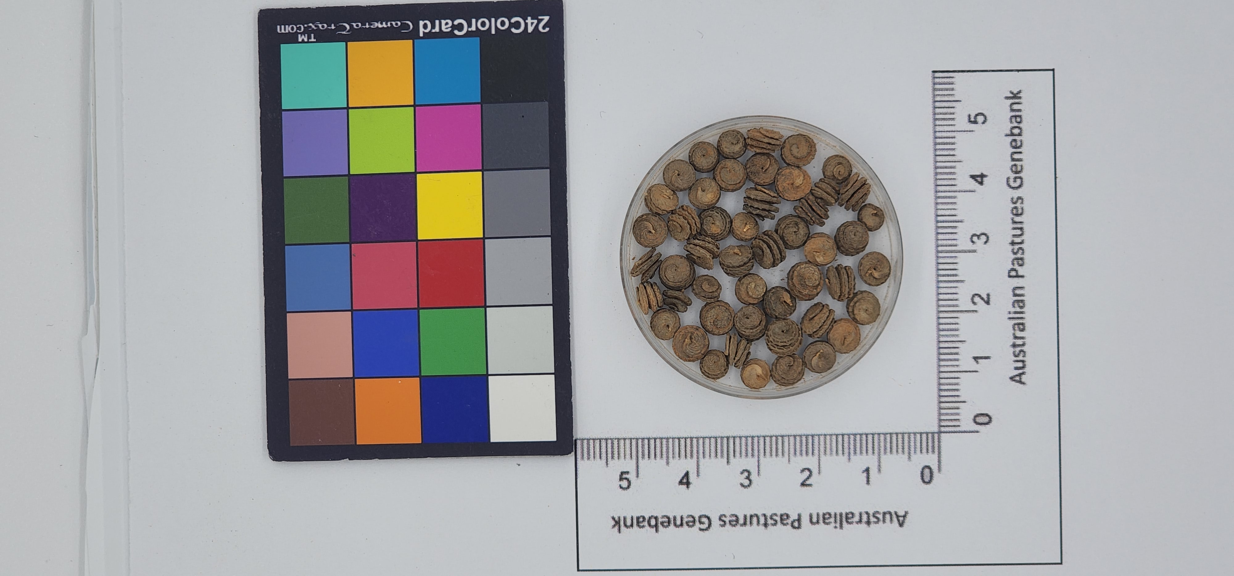 Click for 1 image(s) for this accession. Image