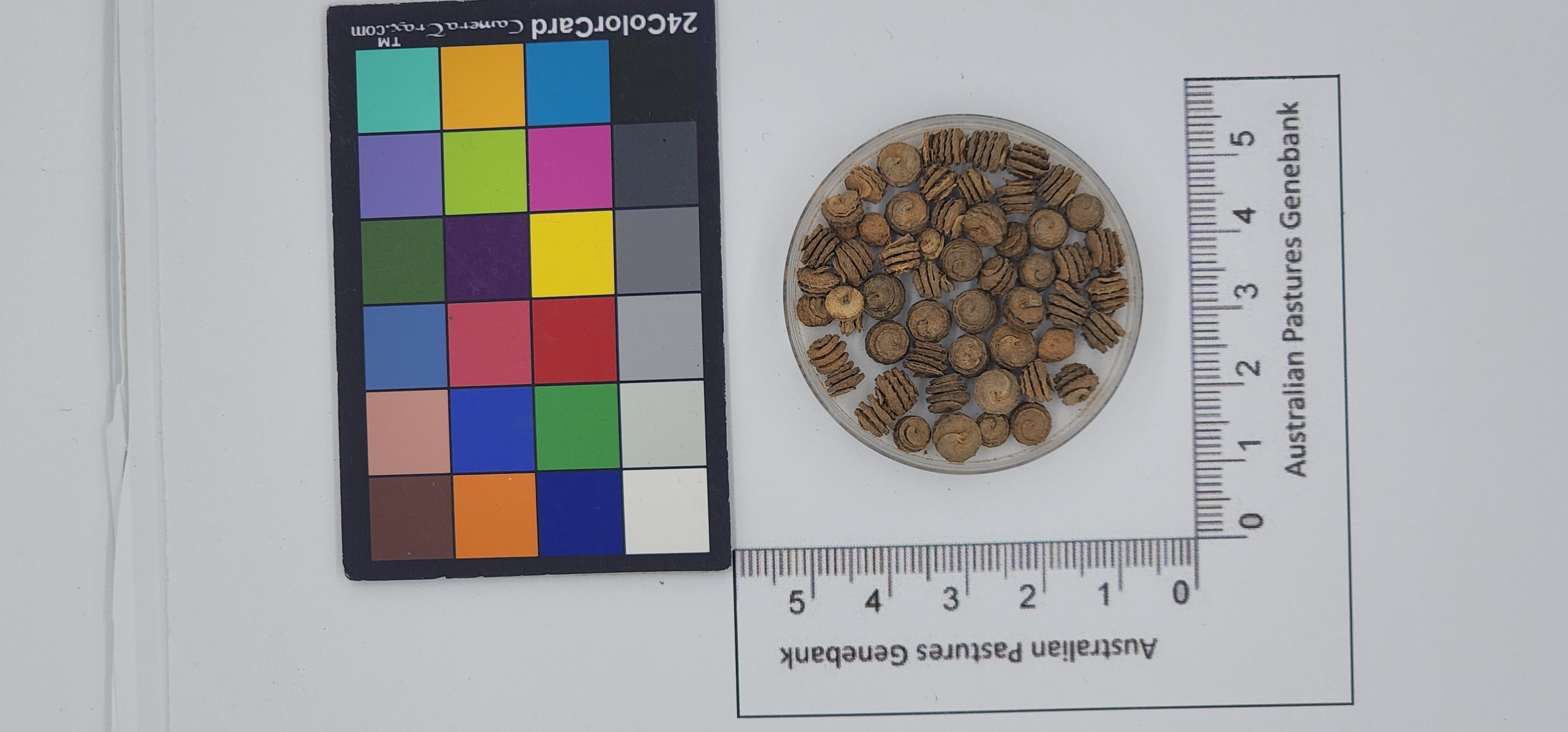 Click for 1 image(s) for this accession. Image