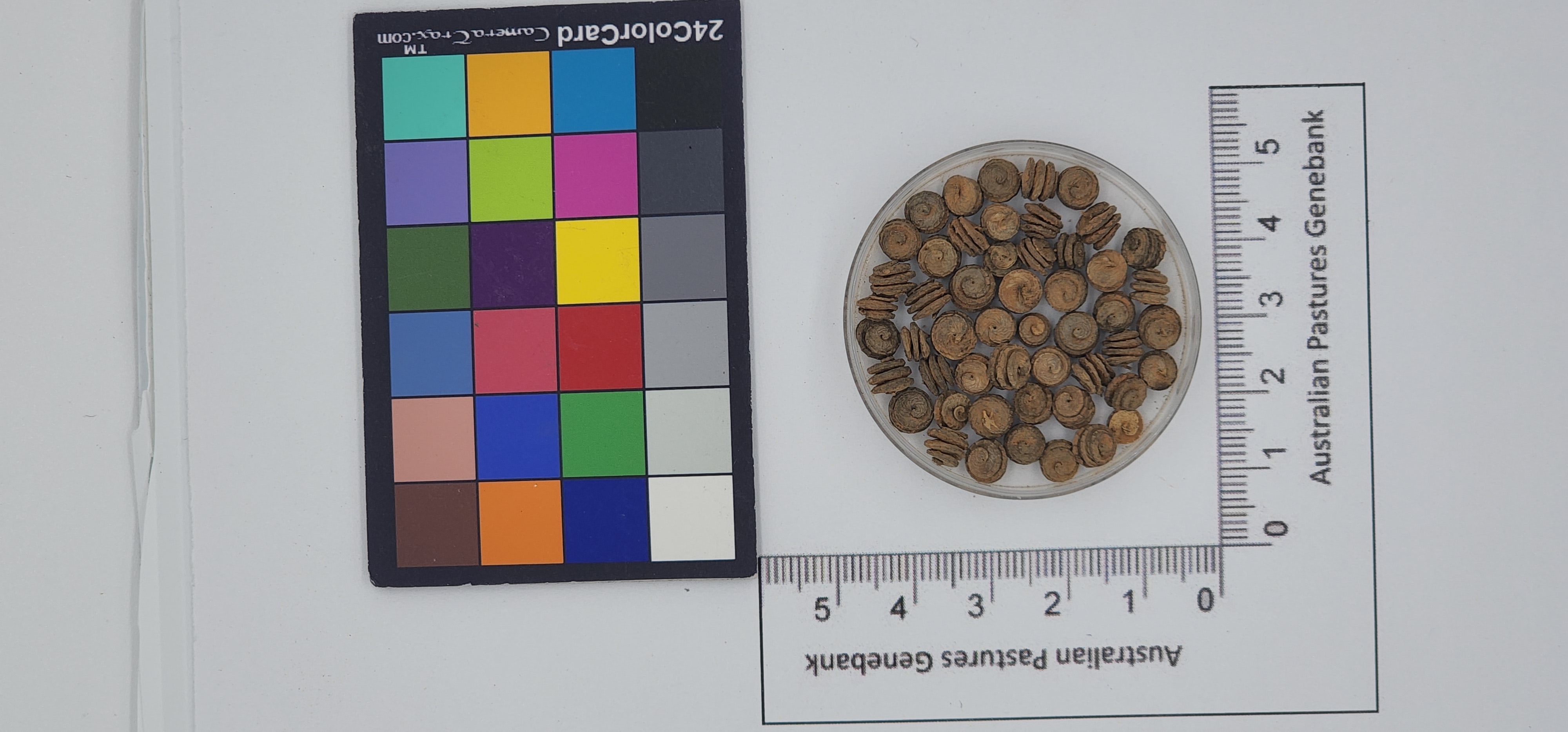 Click for 1 image(s) for this accession. Image