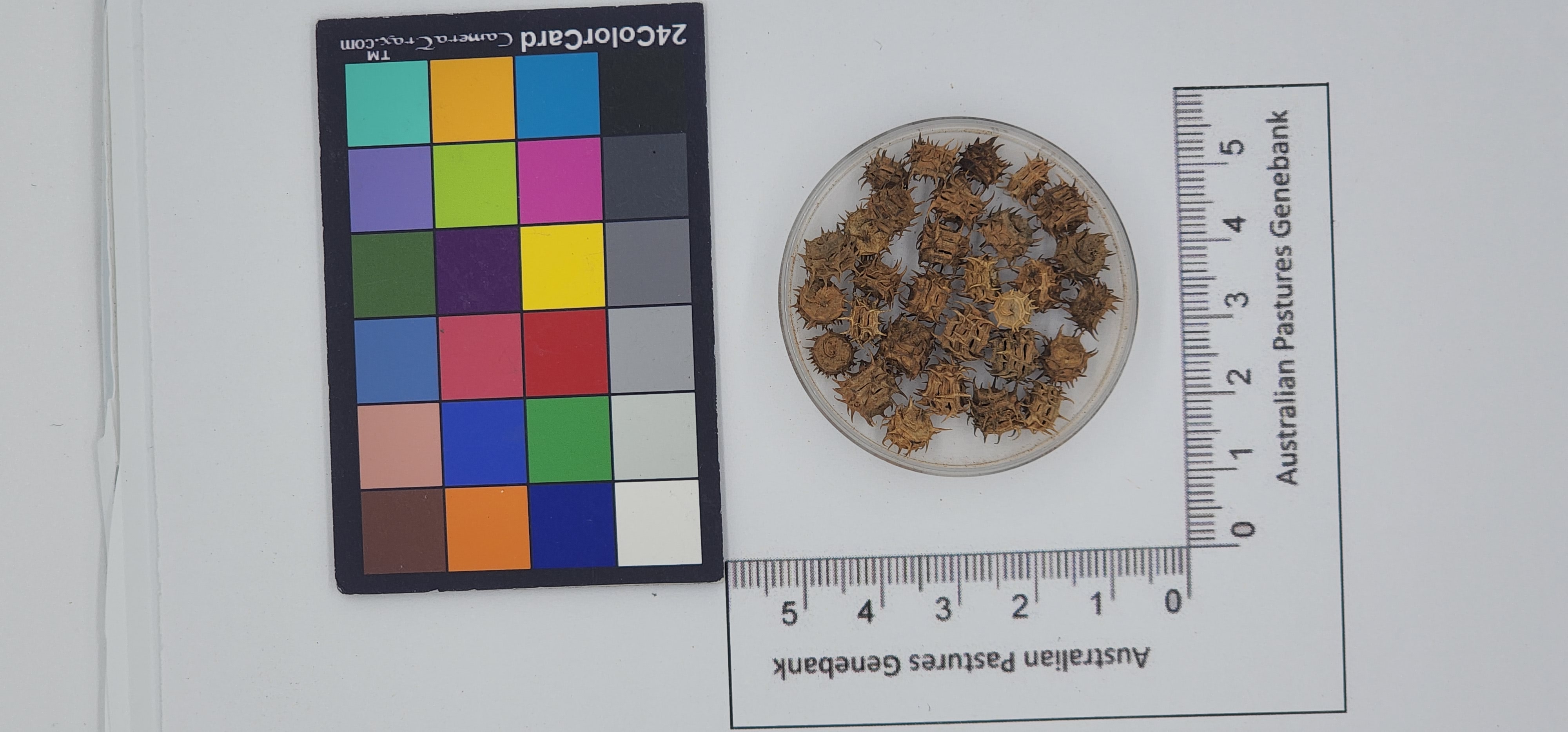 Click for 1 image(s) for this accession. Image