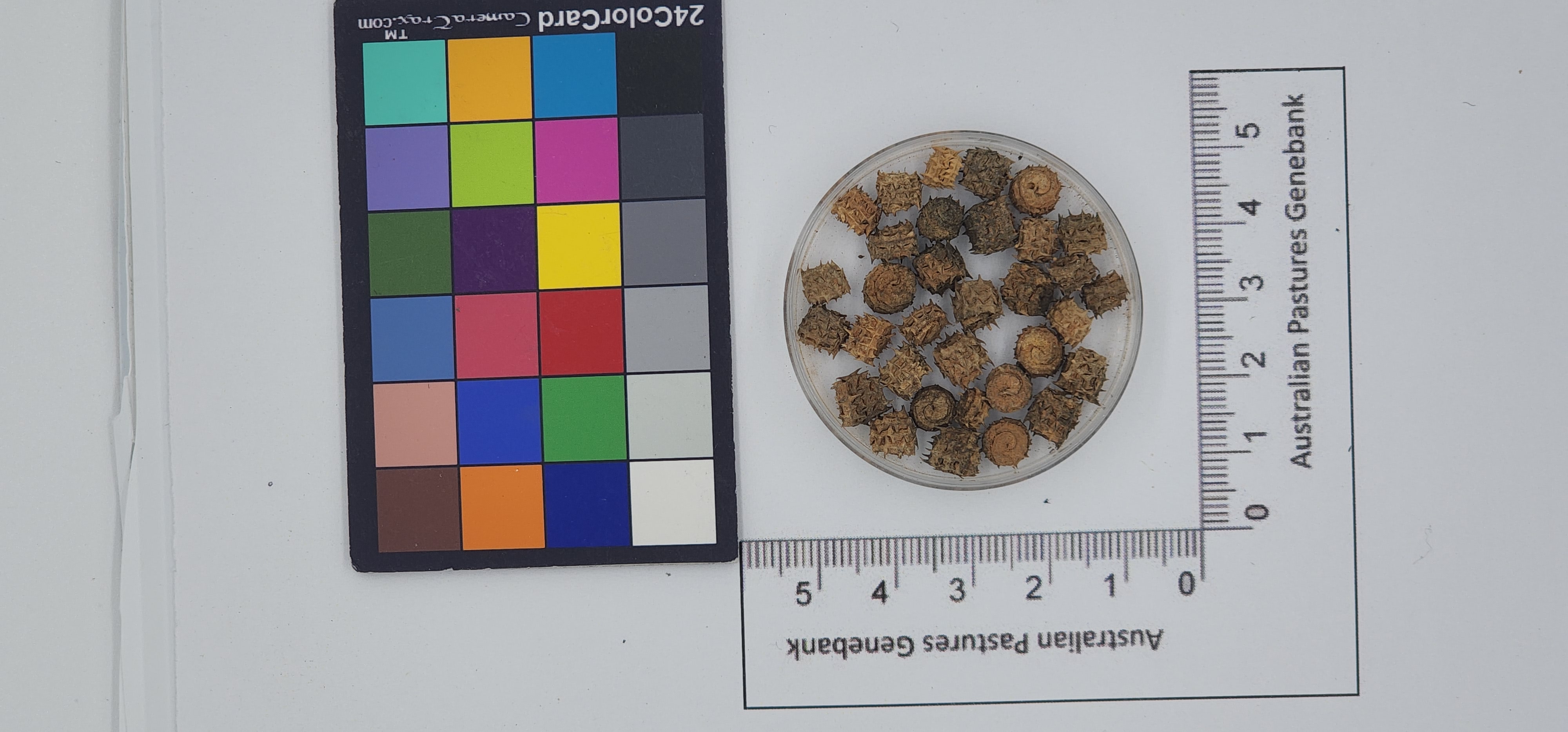 Click for 1 image(s) for this accession. Image