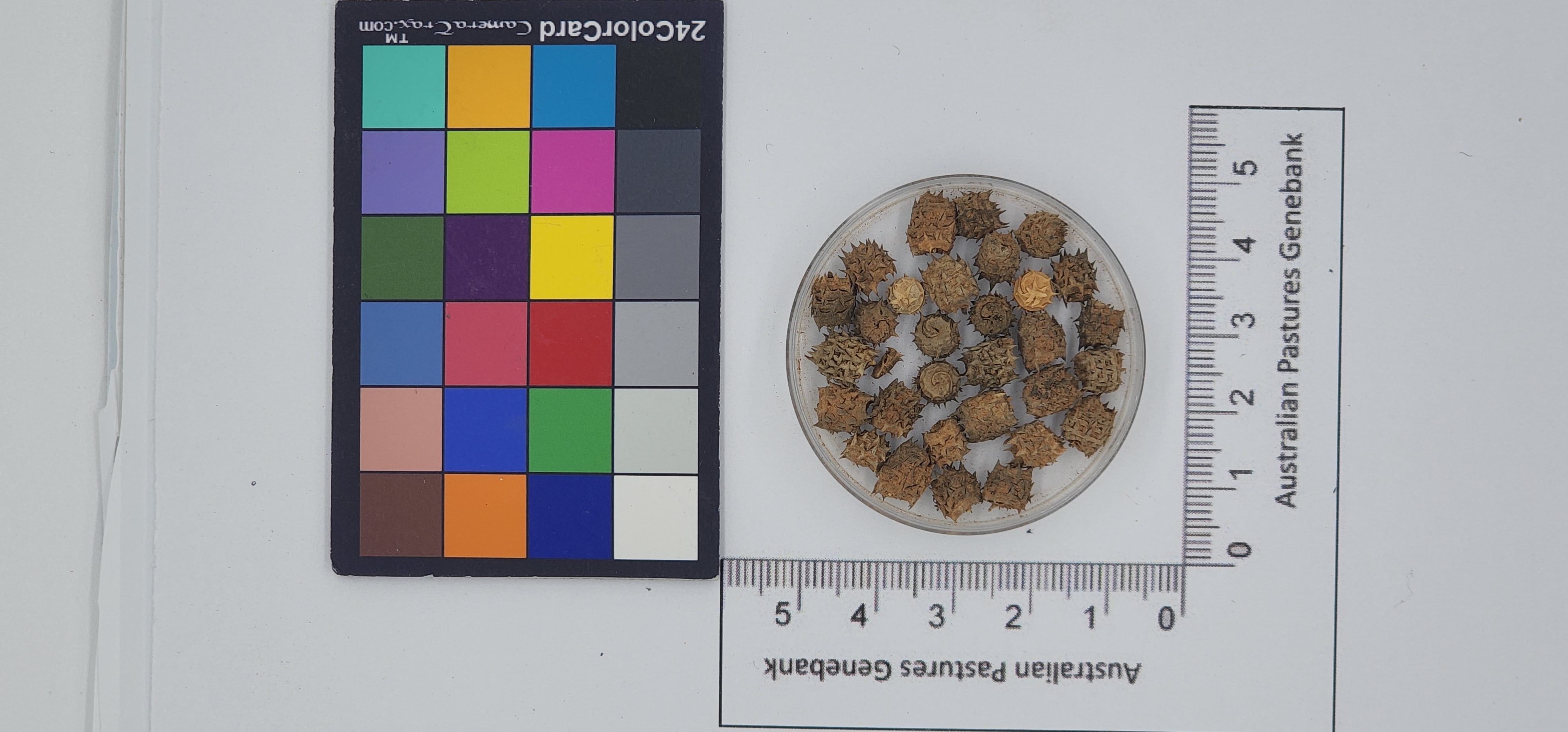 Click for 1 image(s) for this accession. Image