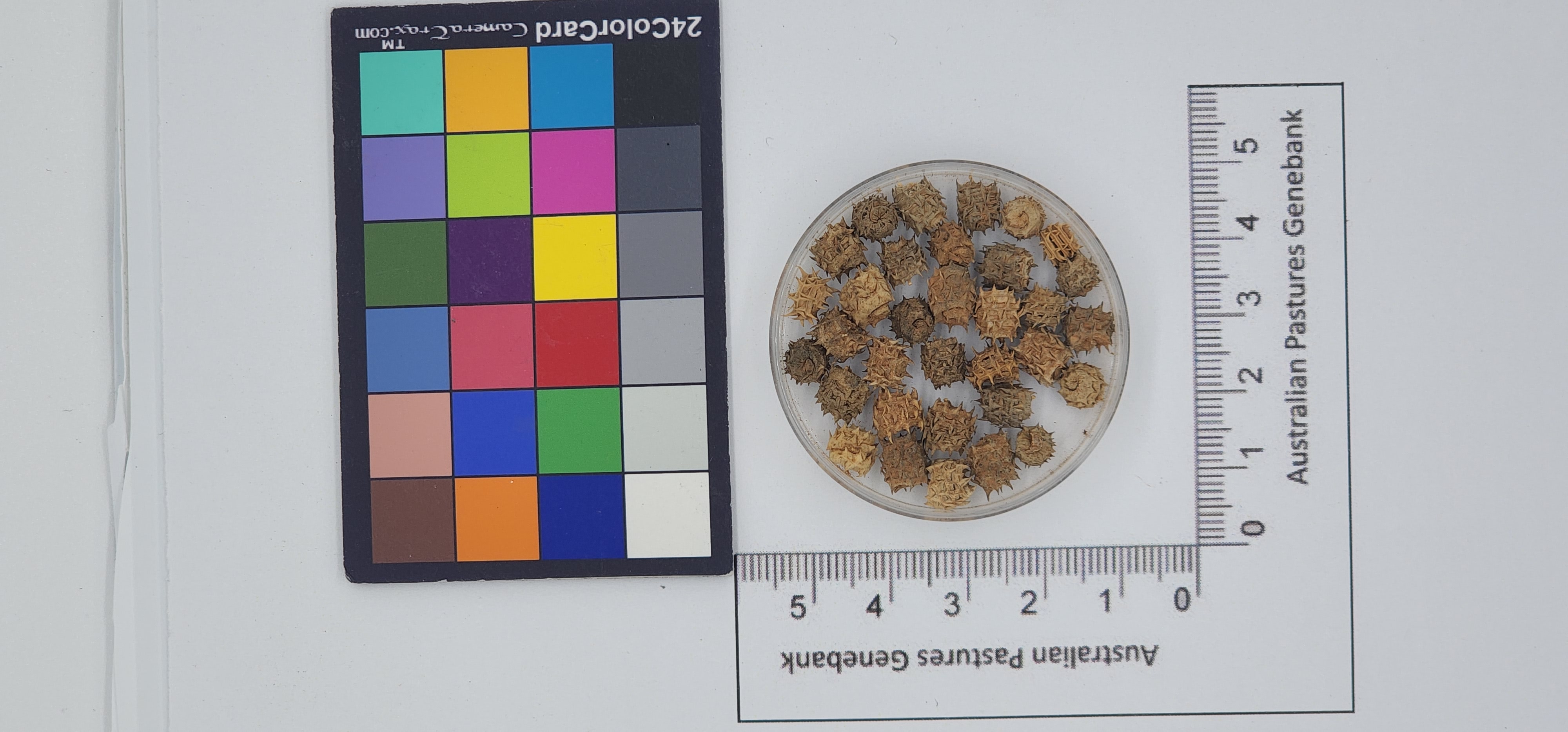 Click for 1 image(s) for this accession. Image