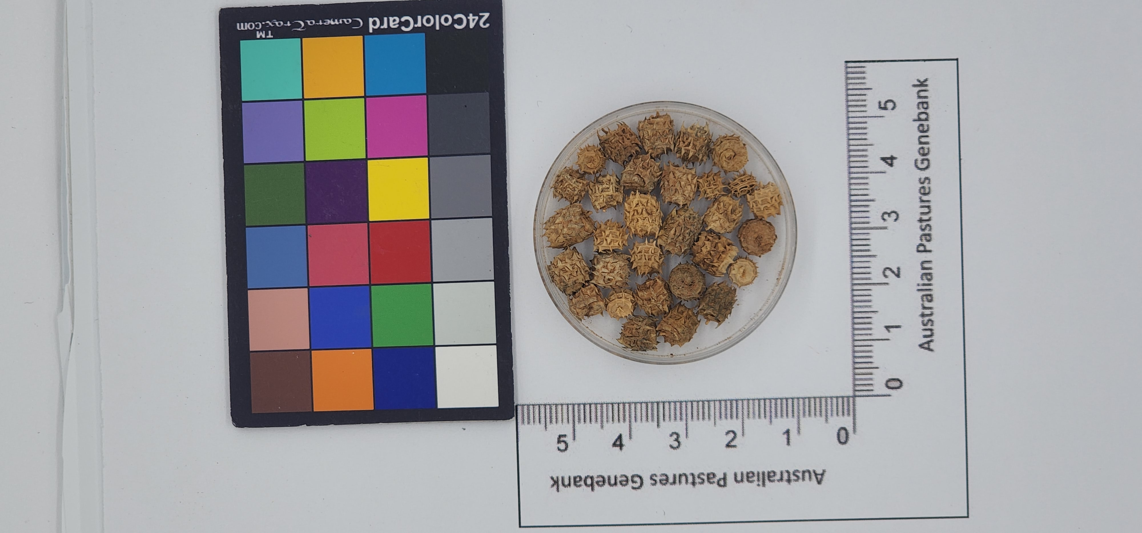 Click for 1 image(s) for this accession. Image