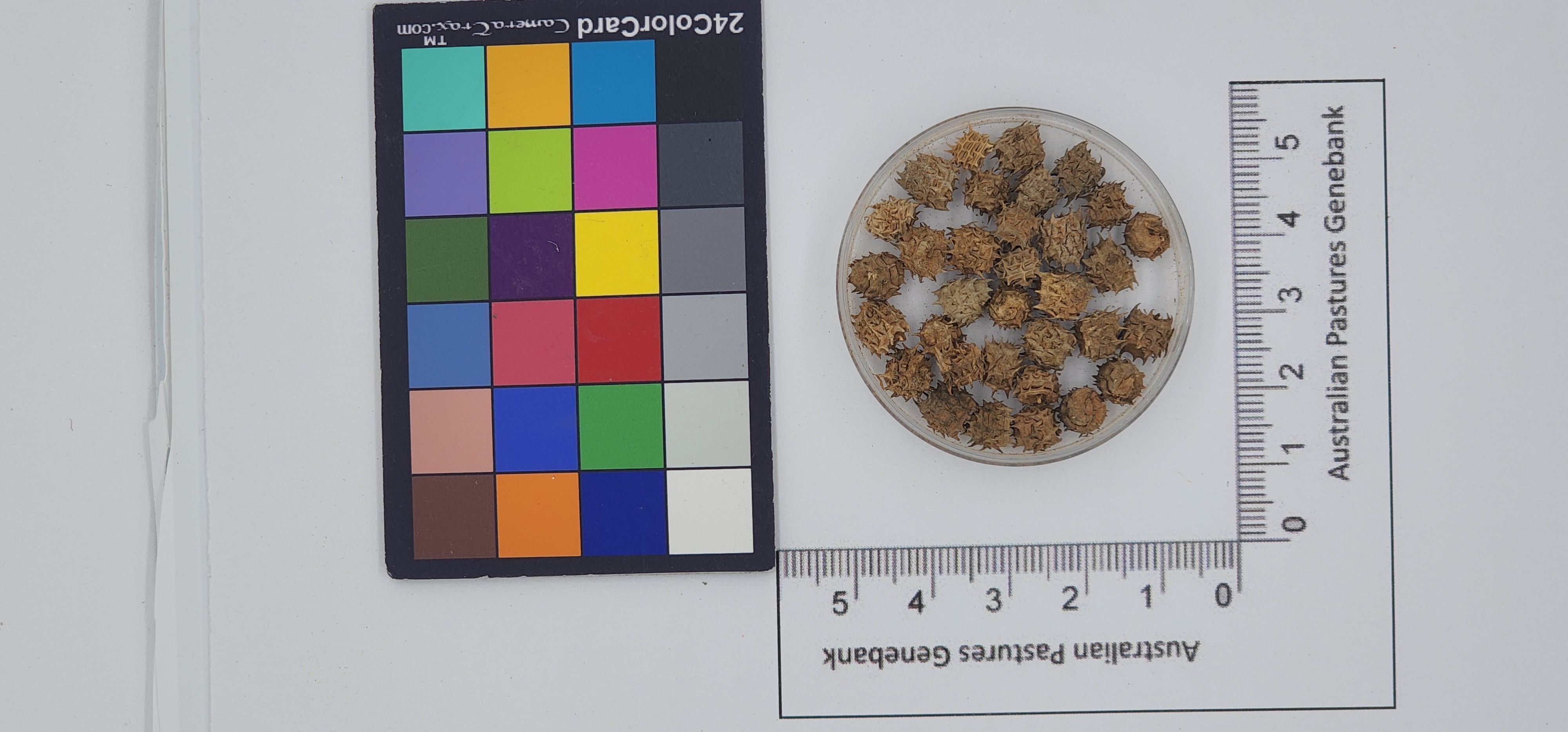 Click for 1 image(s) for this accession. Image