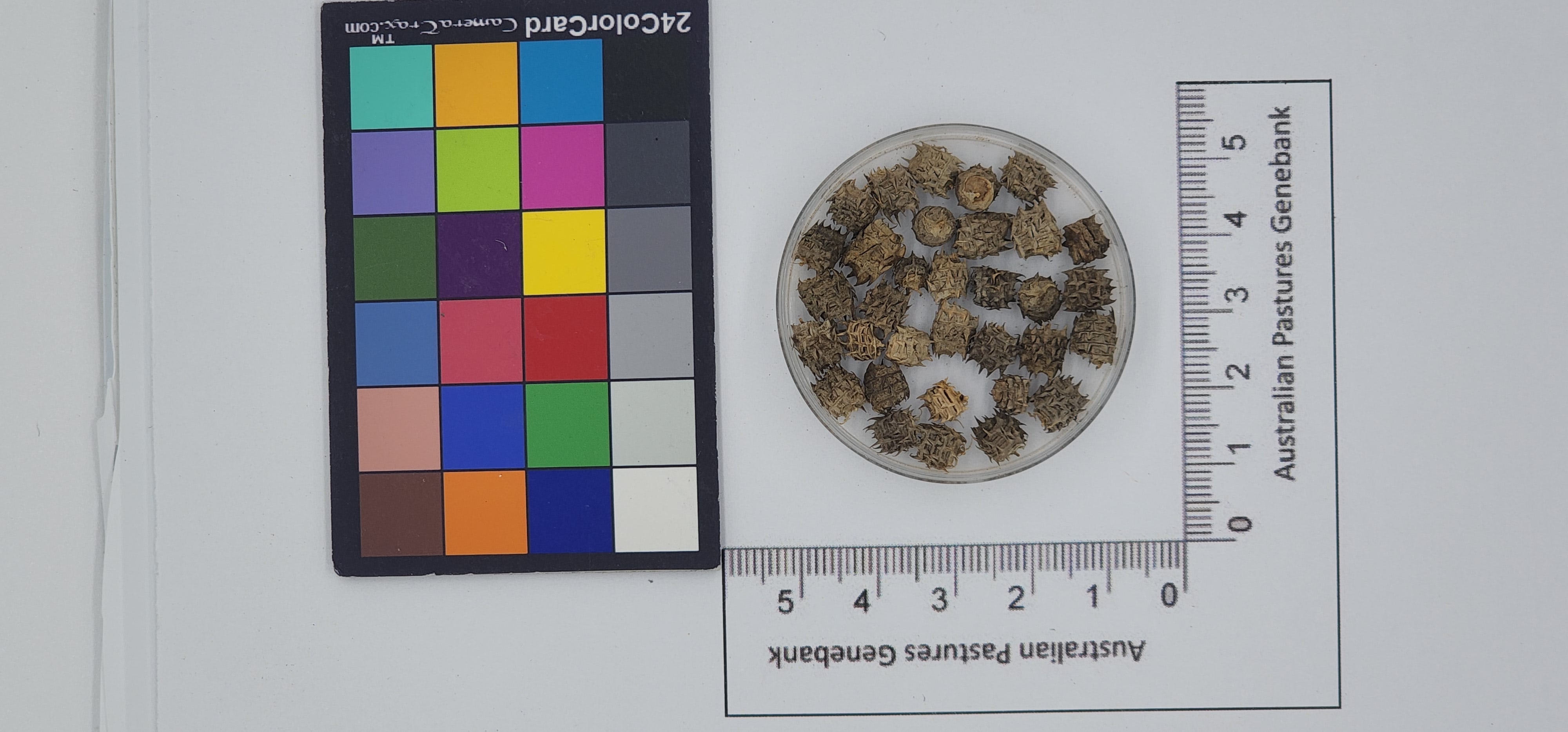 Click for 1 image(s) for this accession. Image