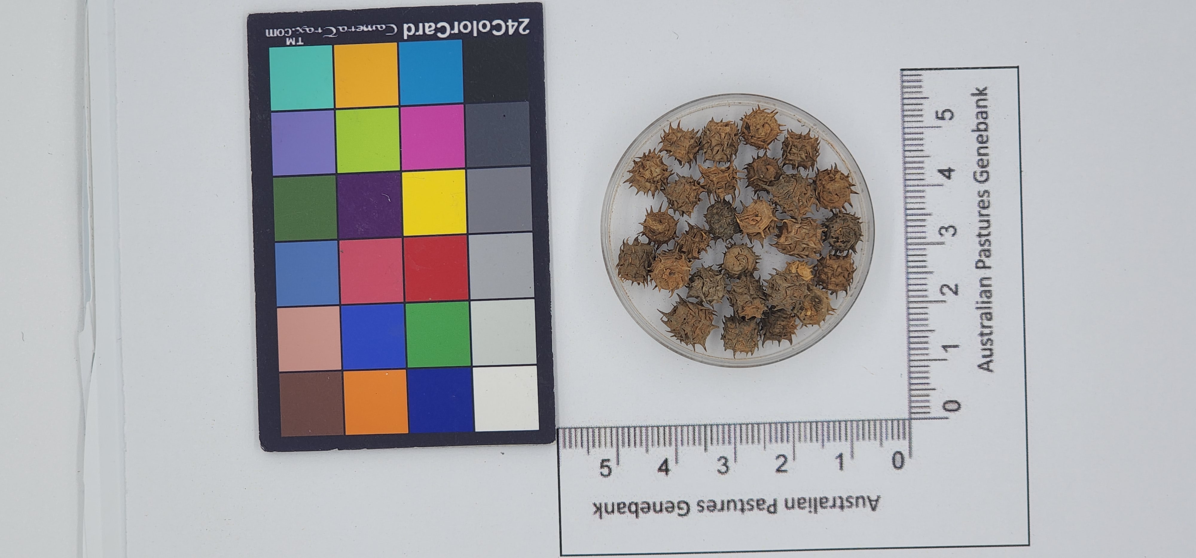 Click for 1 image(s) for this accession. Image