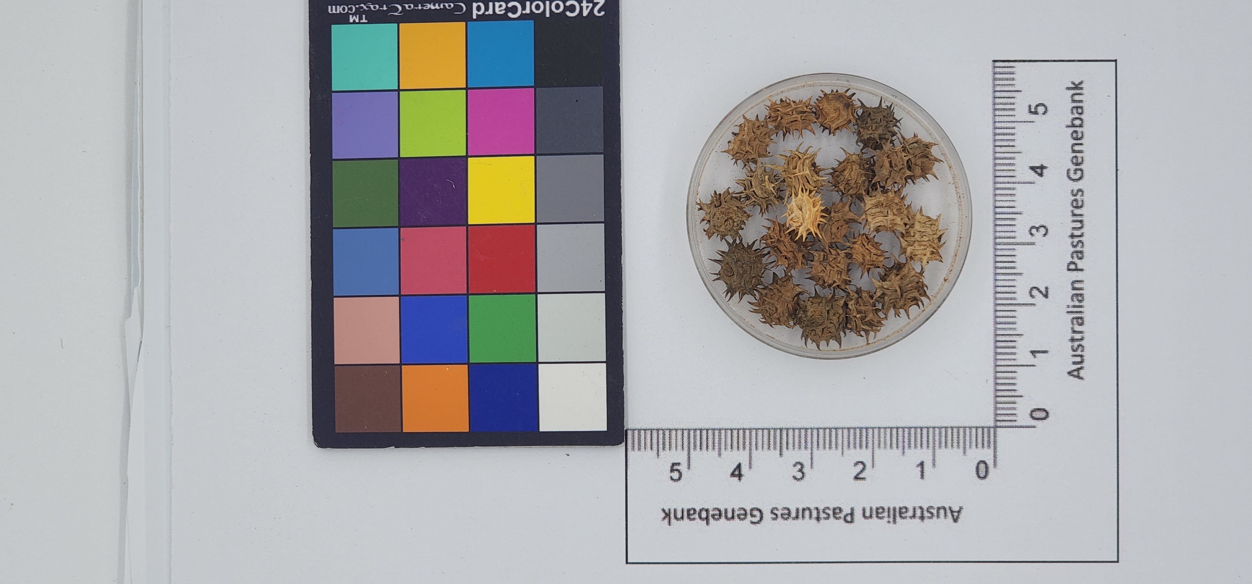 Click for 1 image(s) for this accession. Image