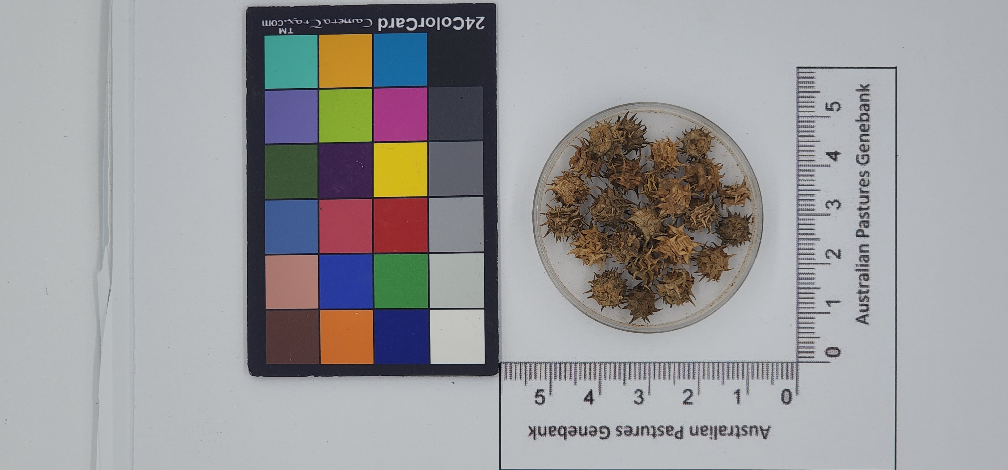 Click for 1 image(s) for this accession. Image