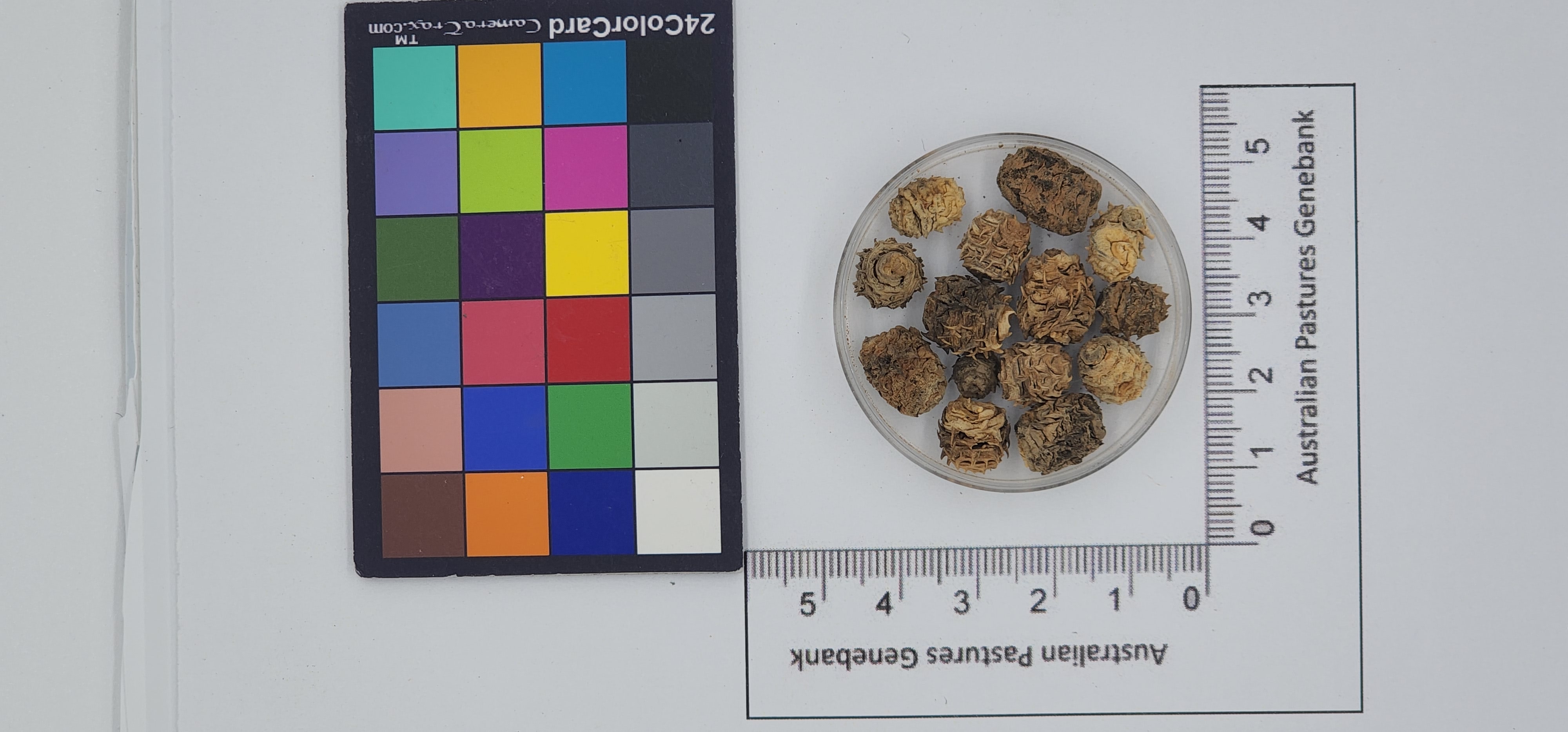 Click for 1 image(s) for this accession. Image
