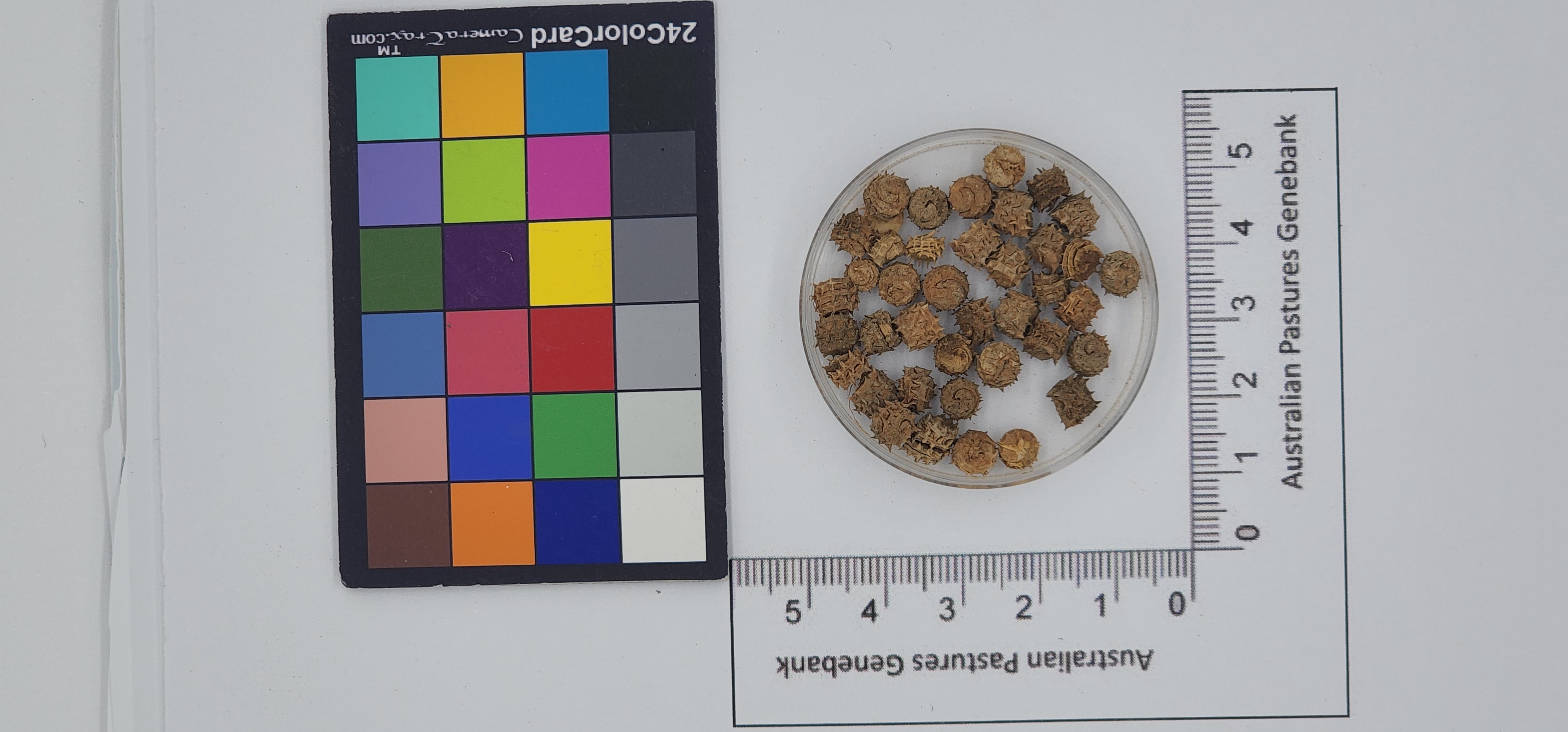 Click for 1 image(s) for this accession. Image