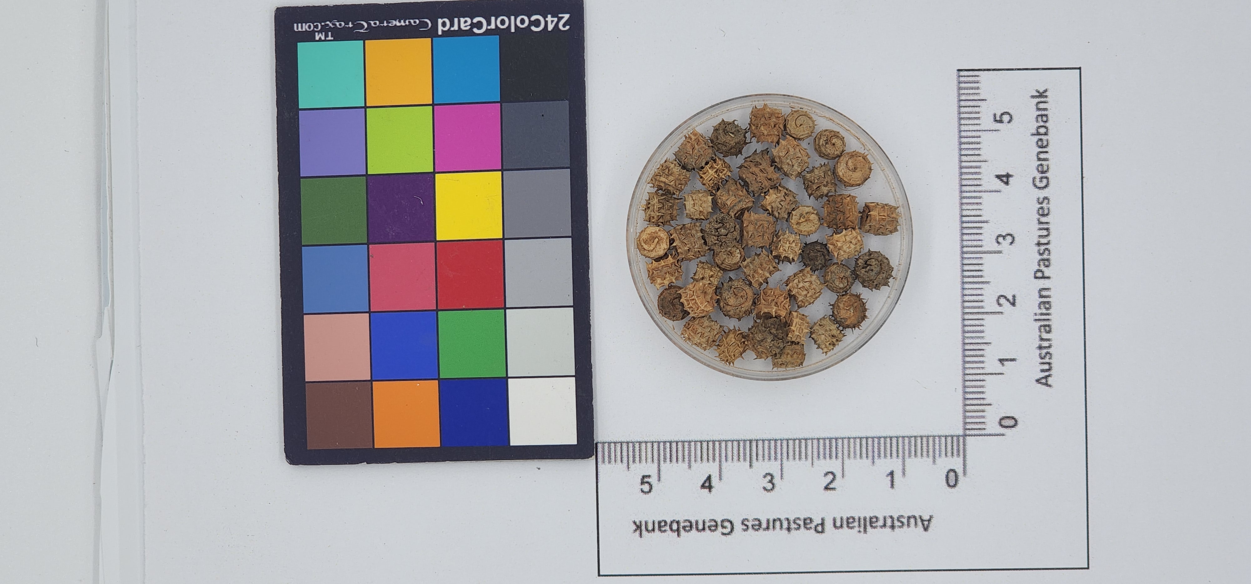 Click for 1 image(s) for this accession. Image