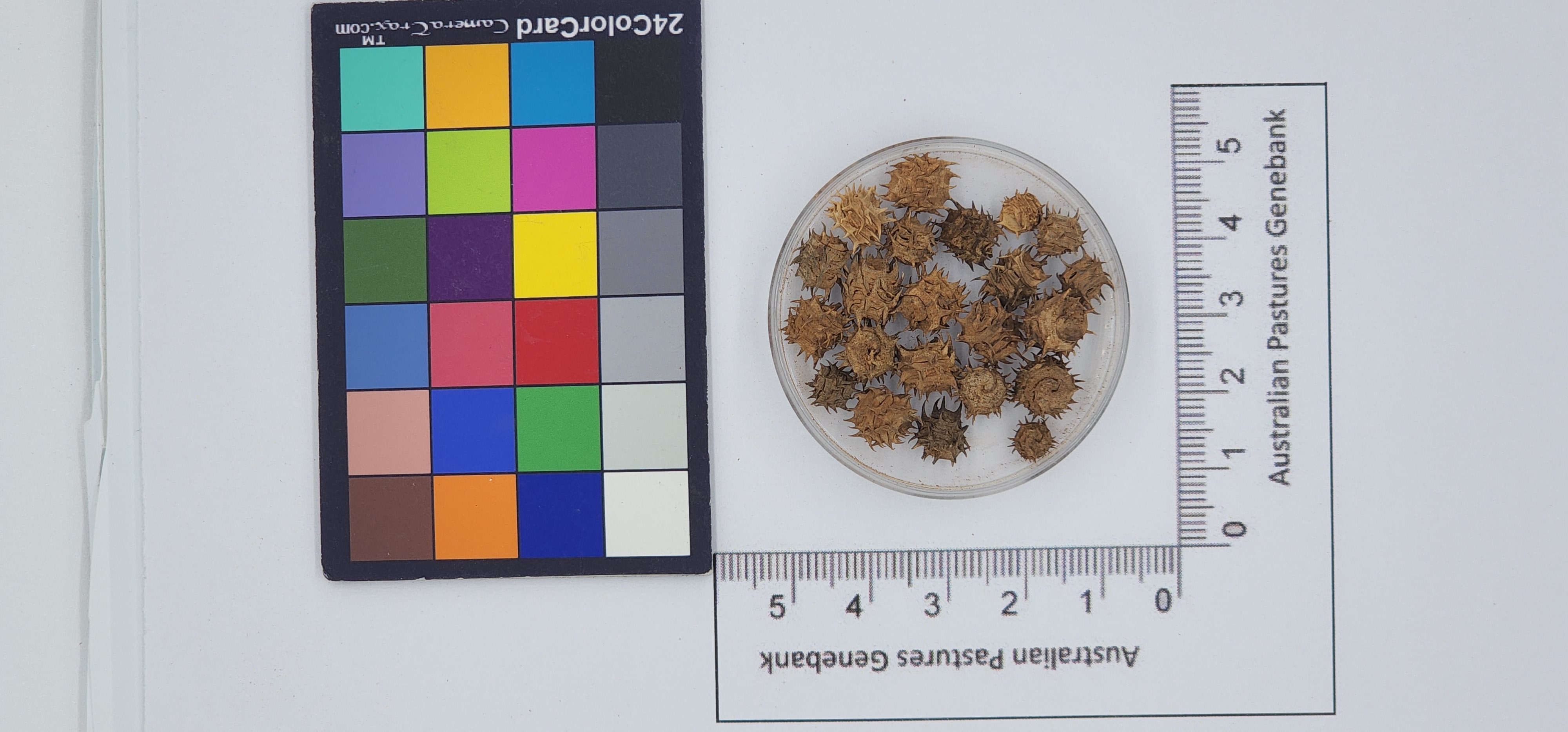 Click for 1 image(s) for this accession. Image
