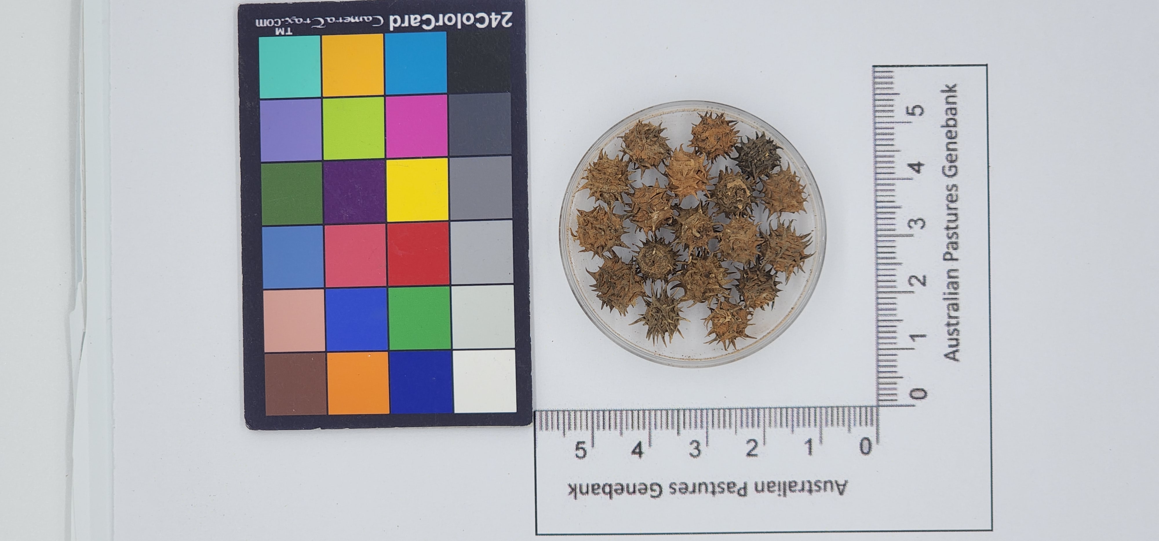 Click for 1 image(s) for this accession. Image
