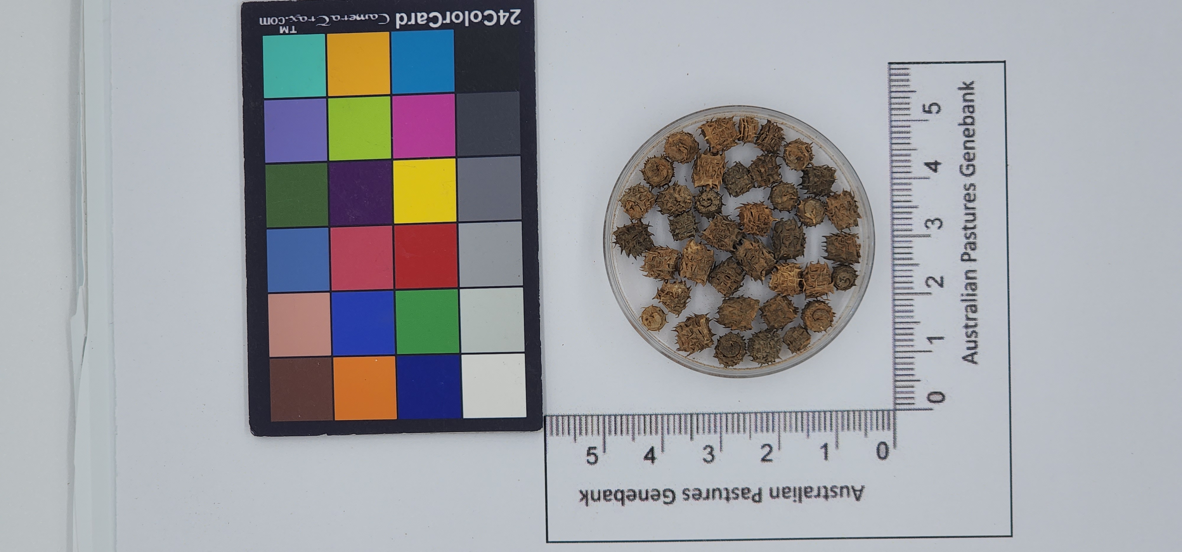 Click for 1 image(s) for this accession. Image