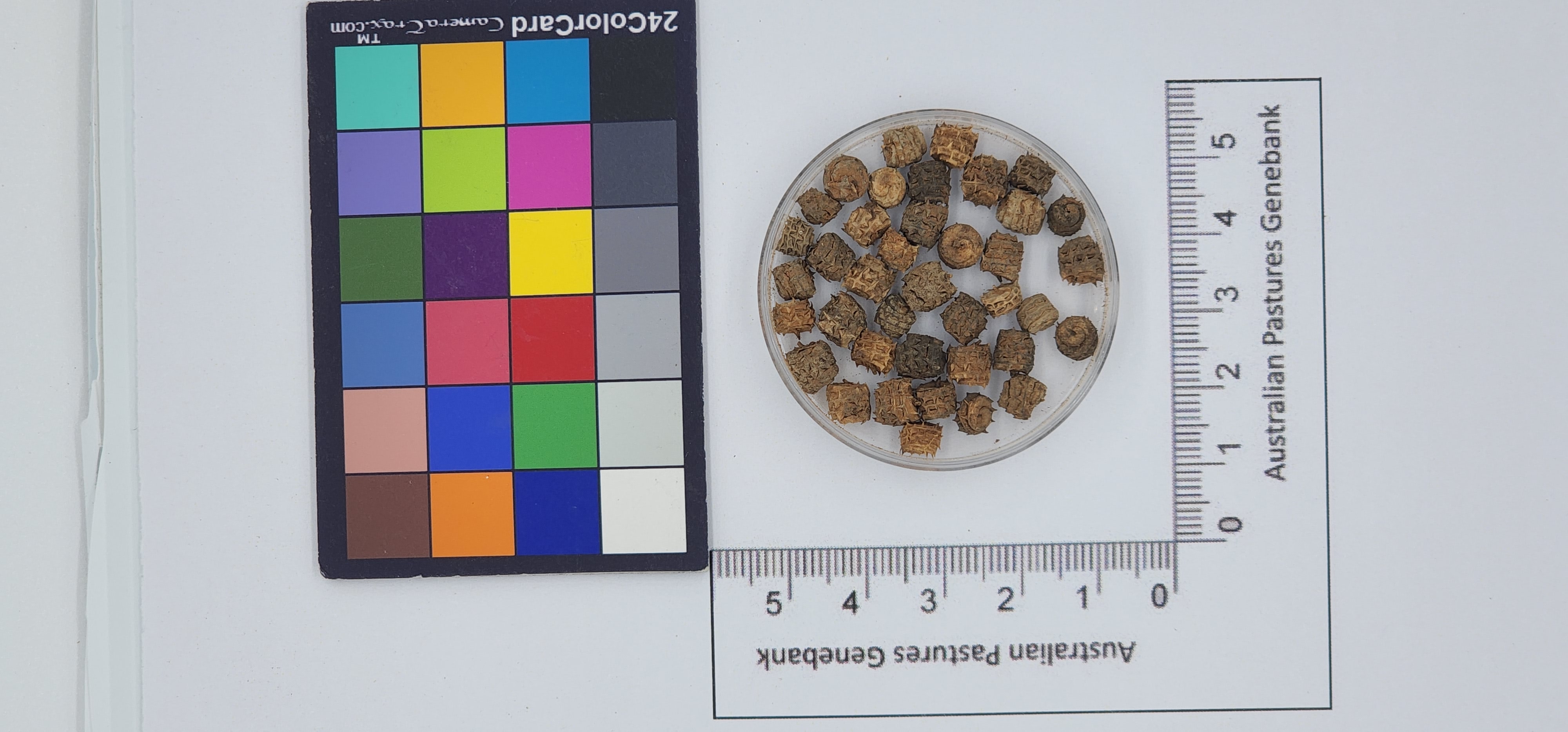 Click for 1 image(s) for this accession. Image