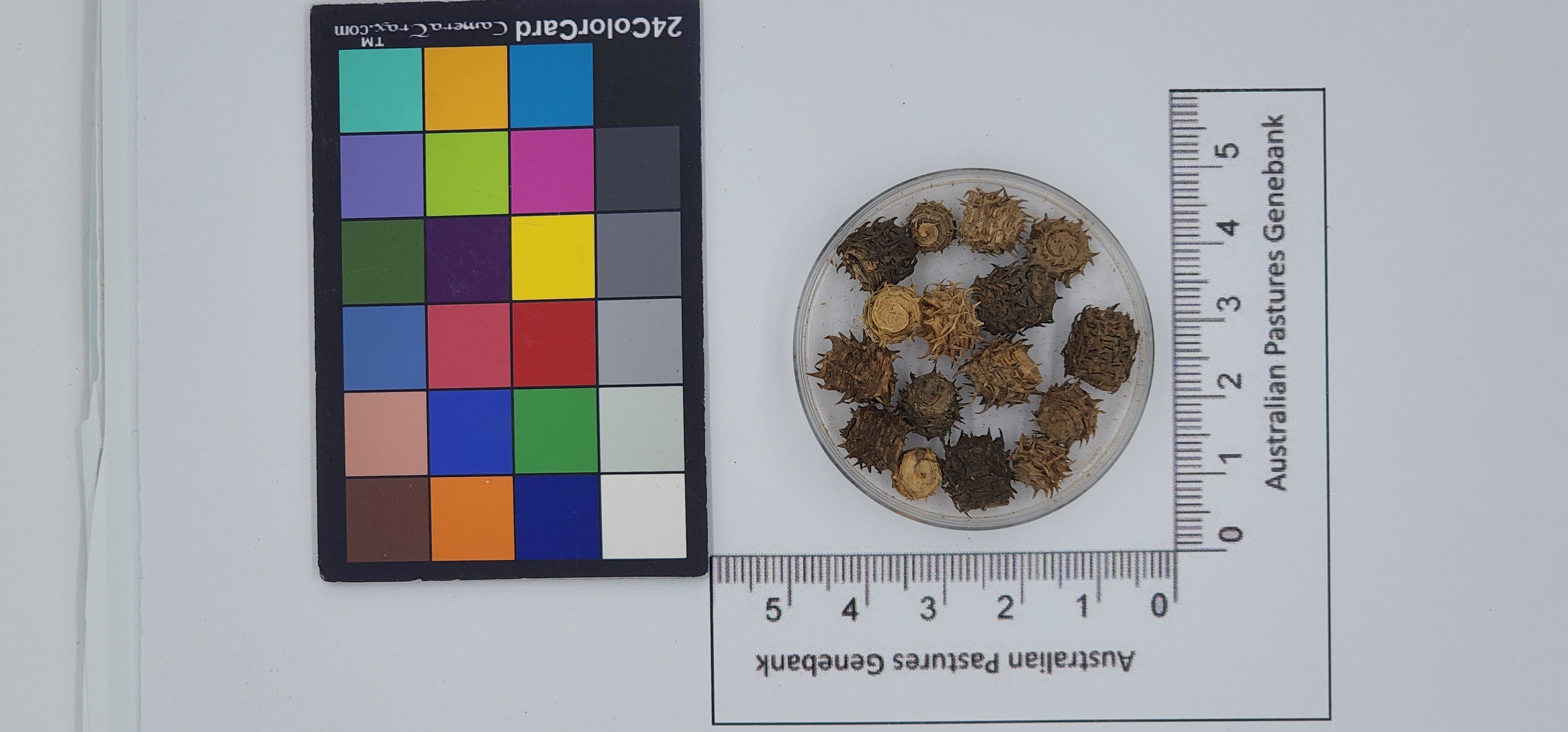 Click for 1 image(s) for this accession. Image