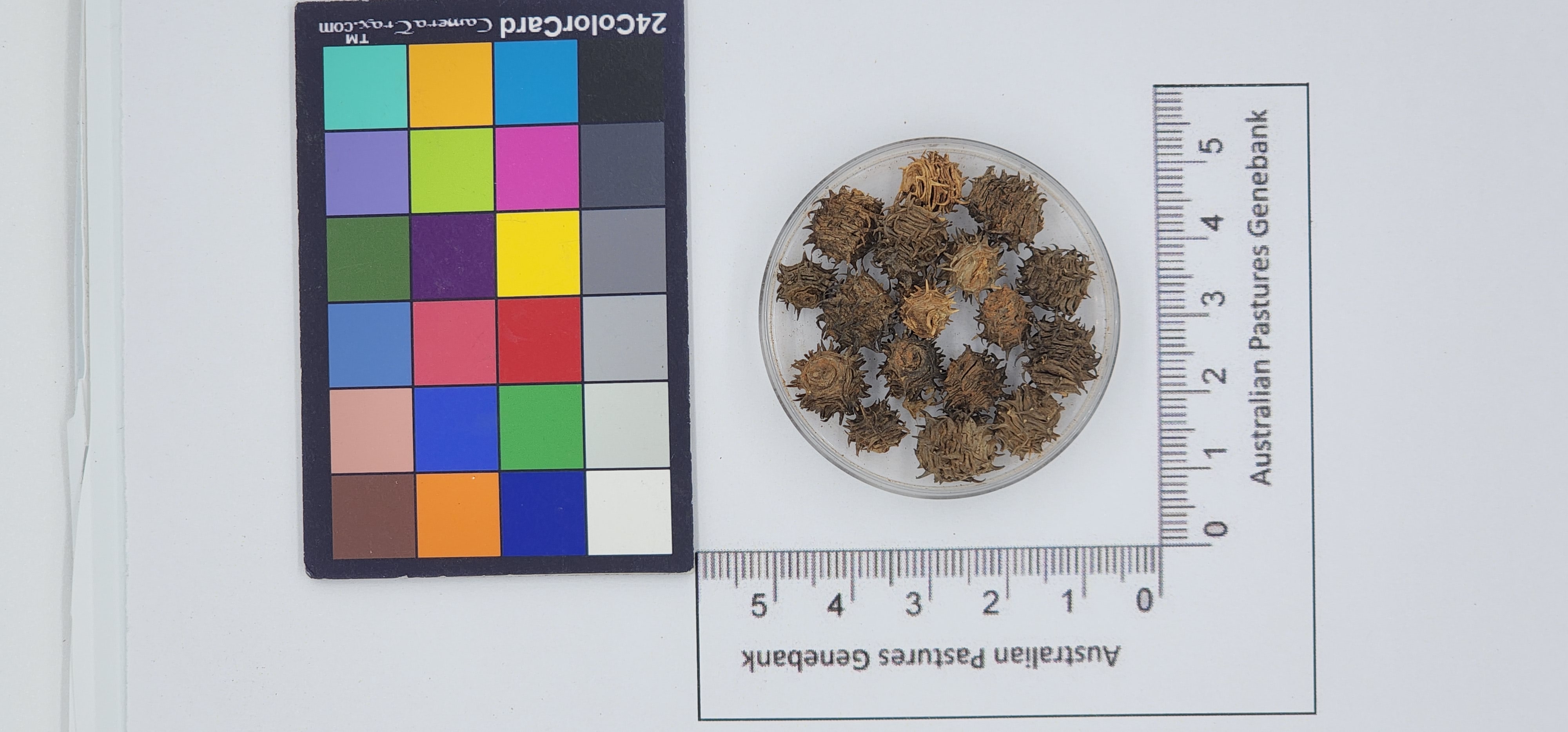 Click for 1 image(s) for this accession. Image