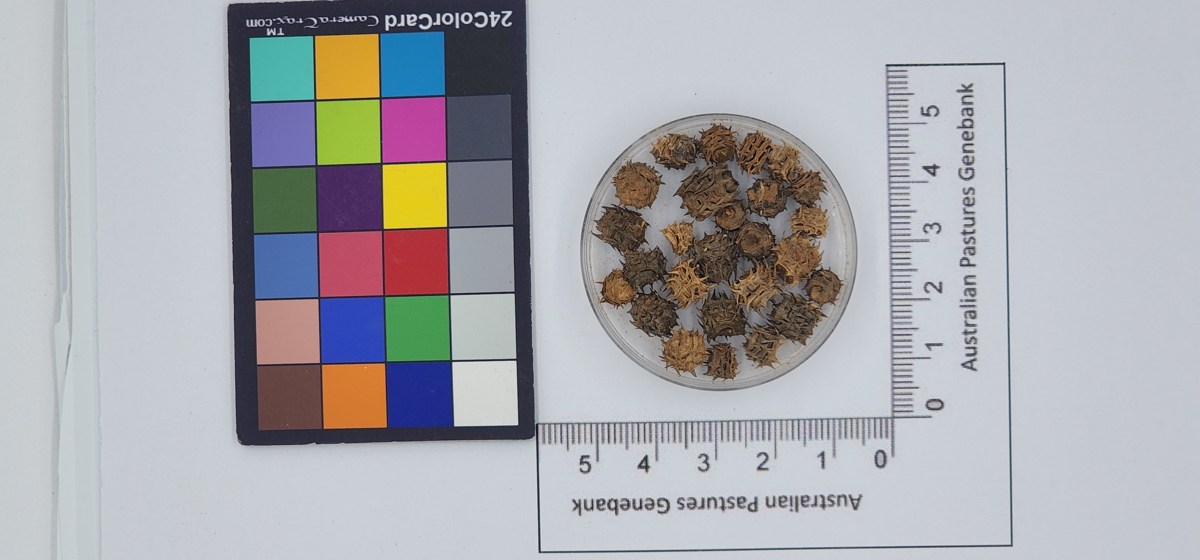 Click for 1 image(s) for this accession. Image