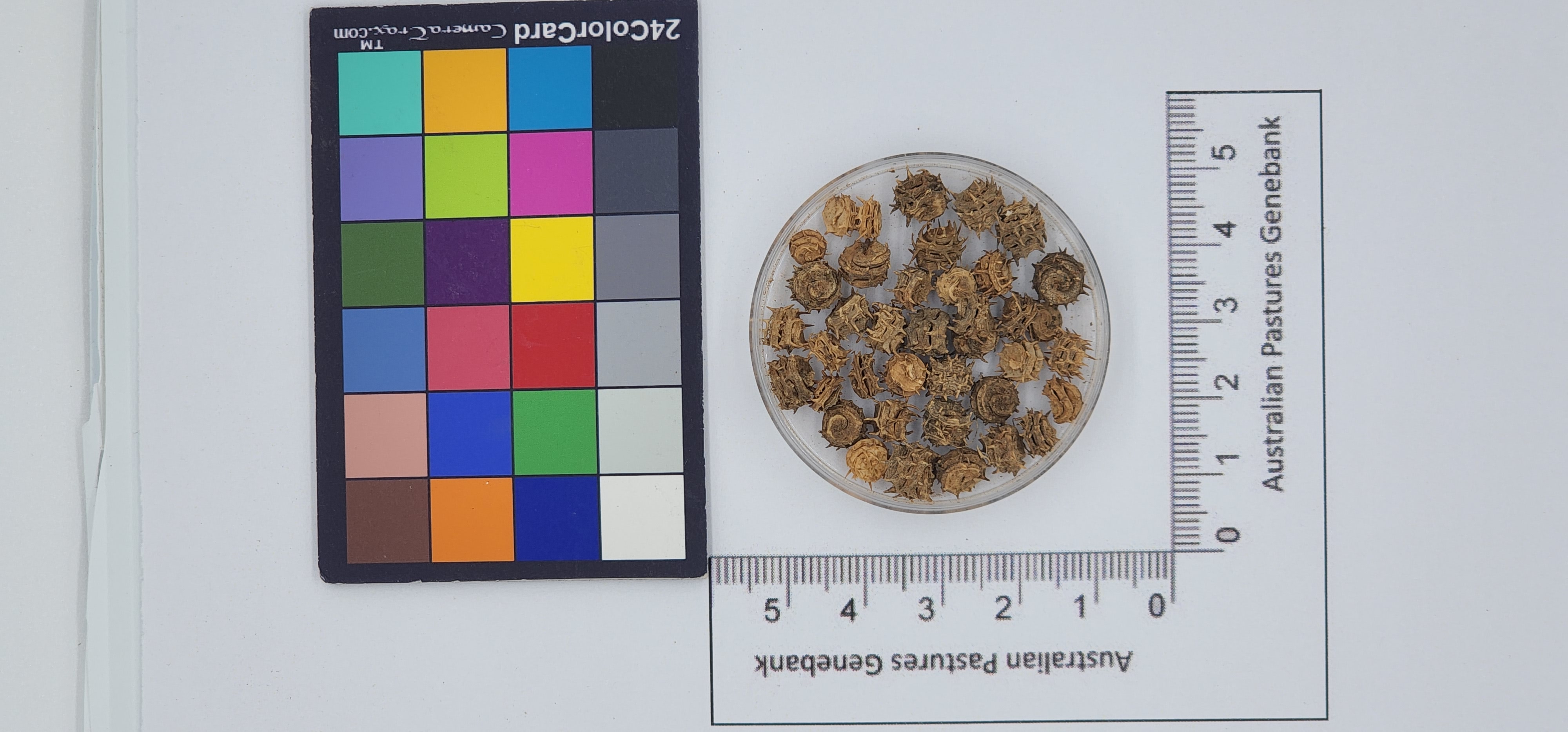 Click for 1 image(s) for this accession. Image