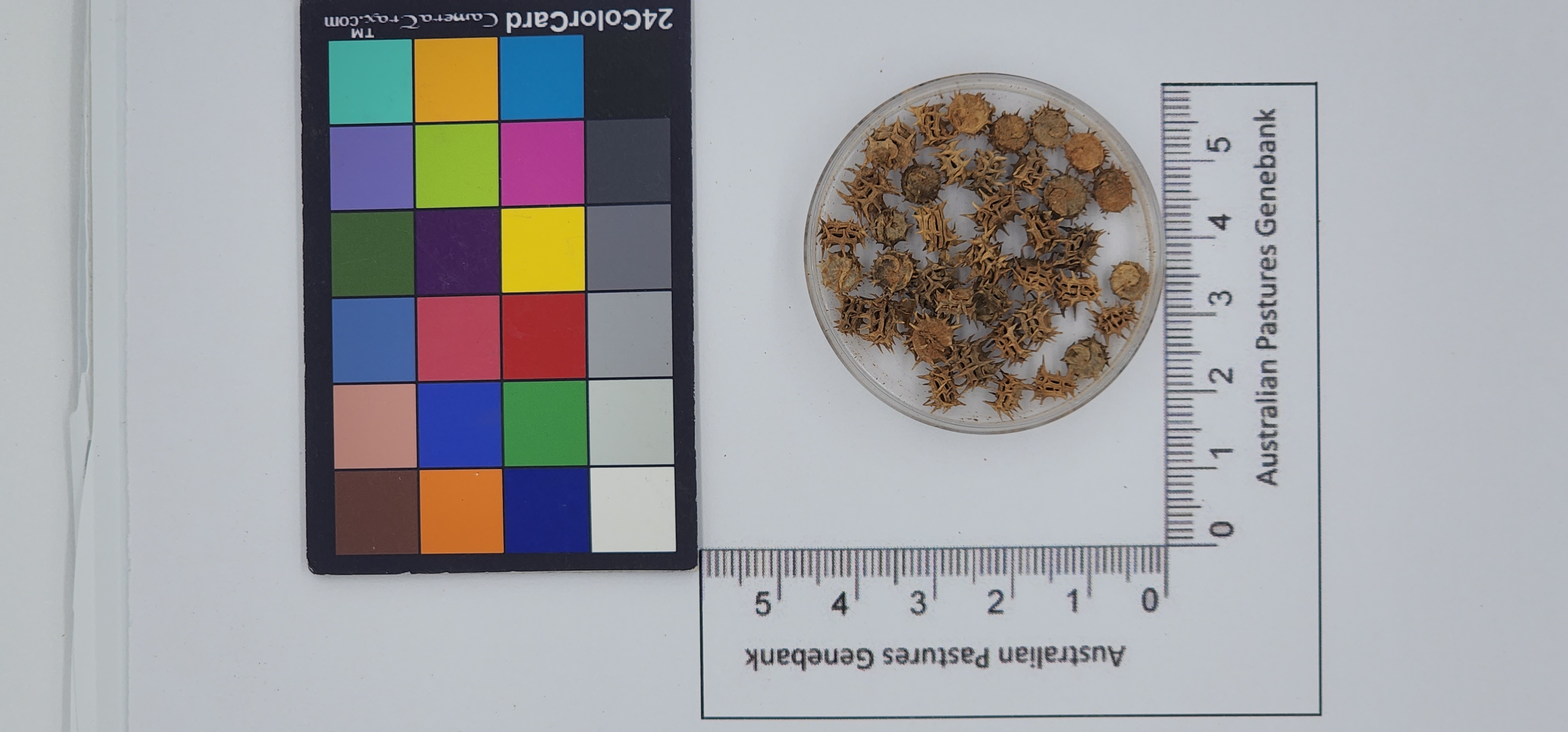 Click for 1 image(s) for this accession. Image