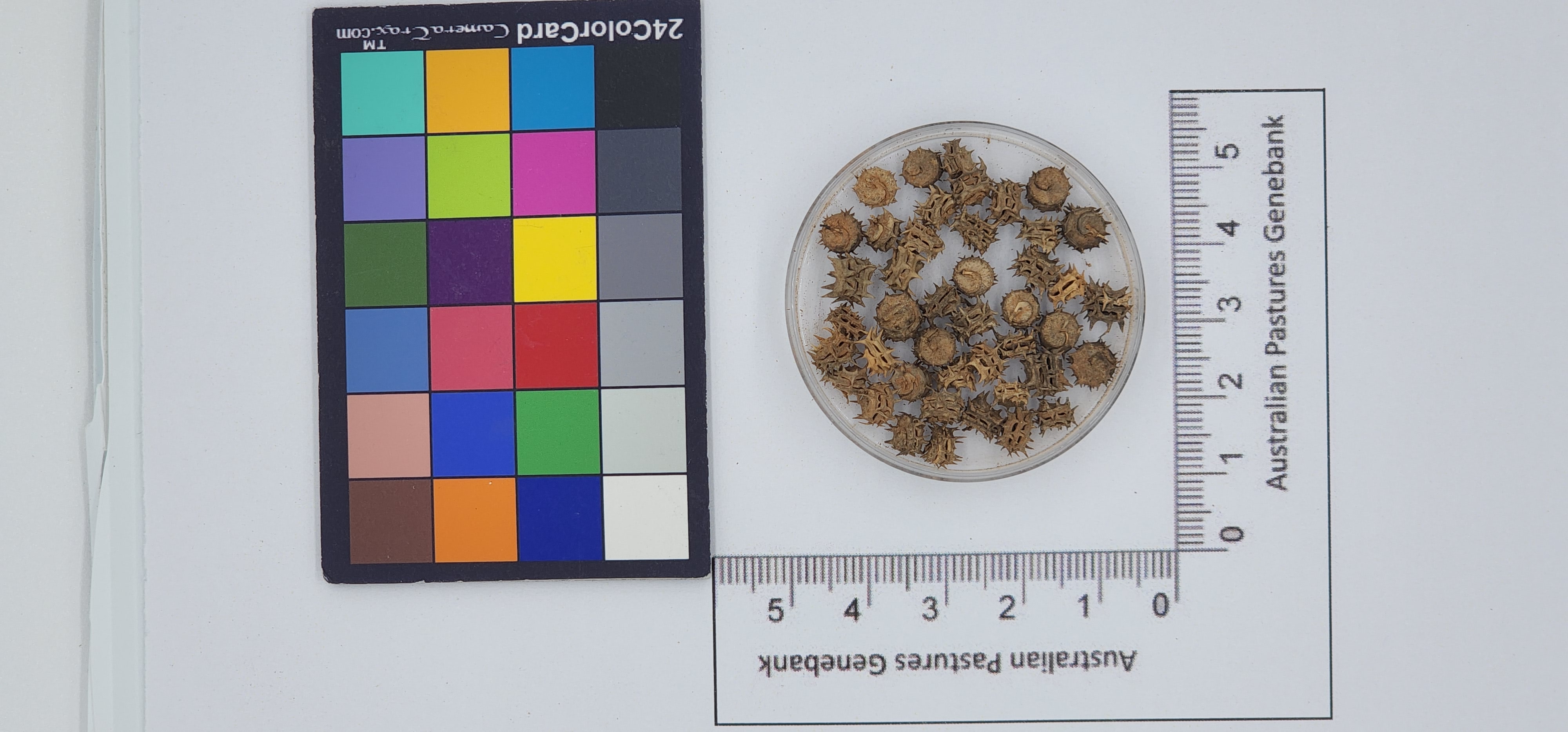Click for 1 image(s) for this accession. Image